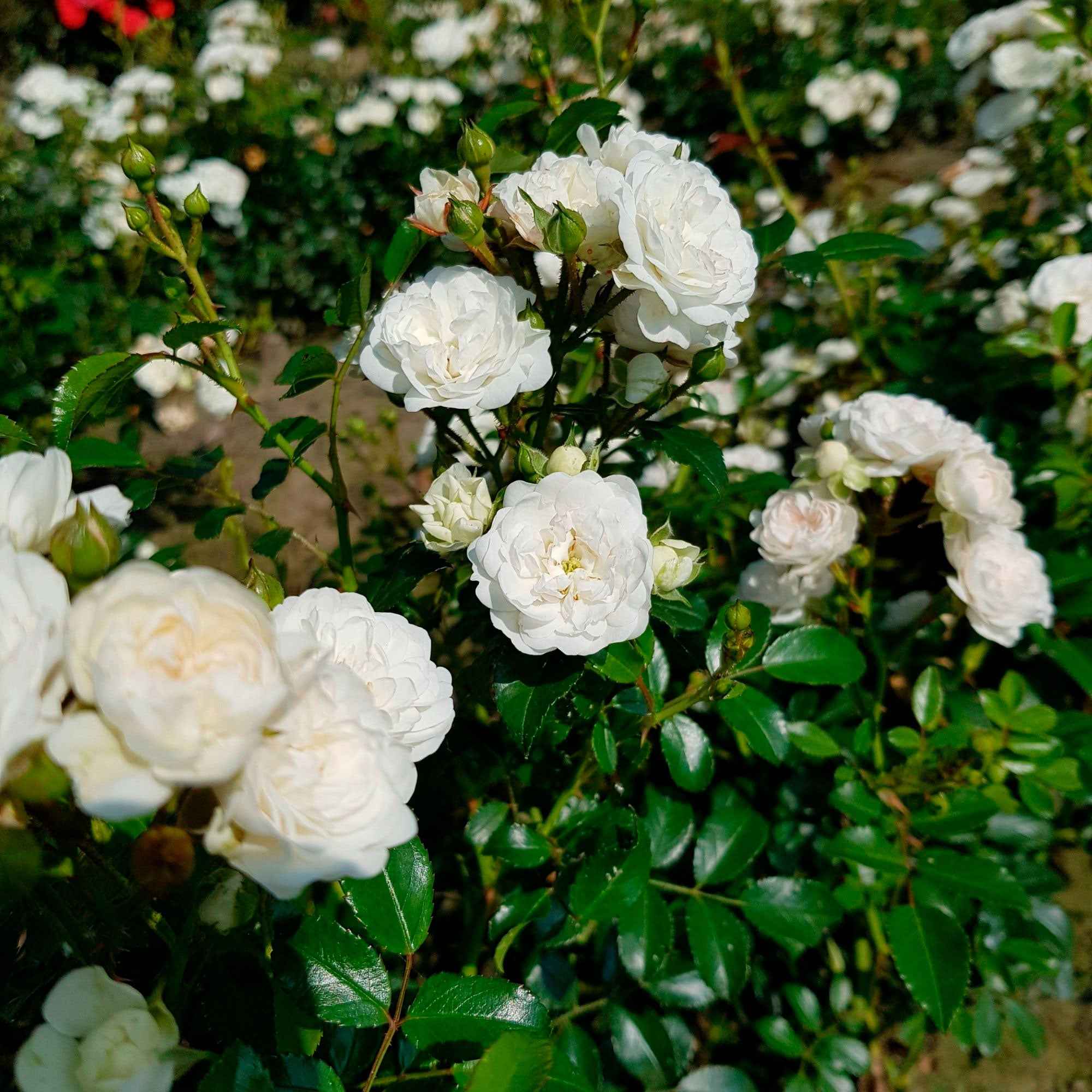 Rosier 'Crystal Fairy'