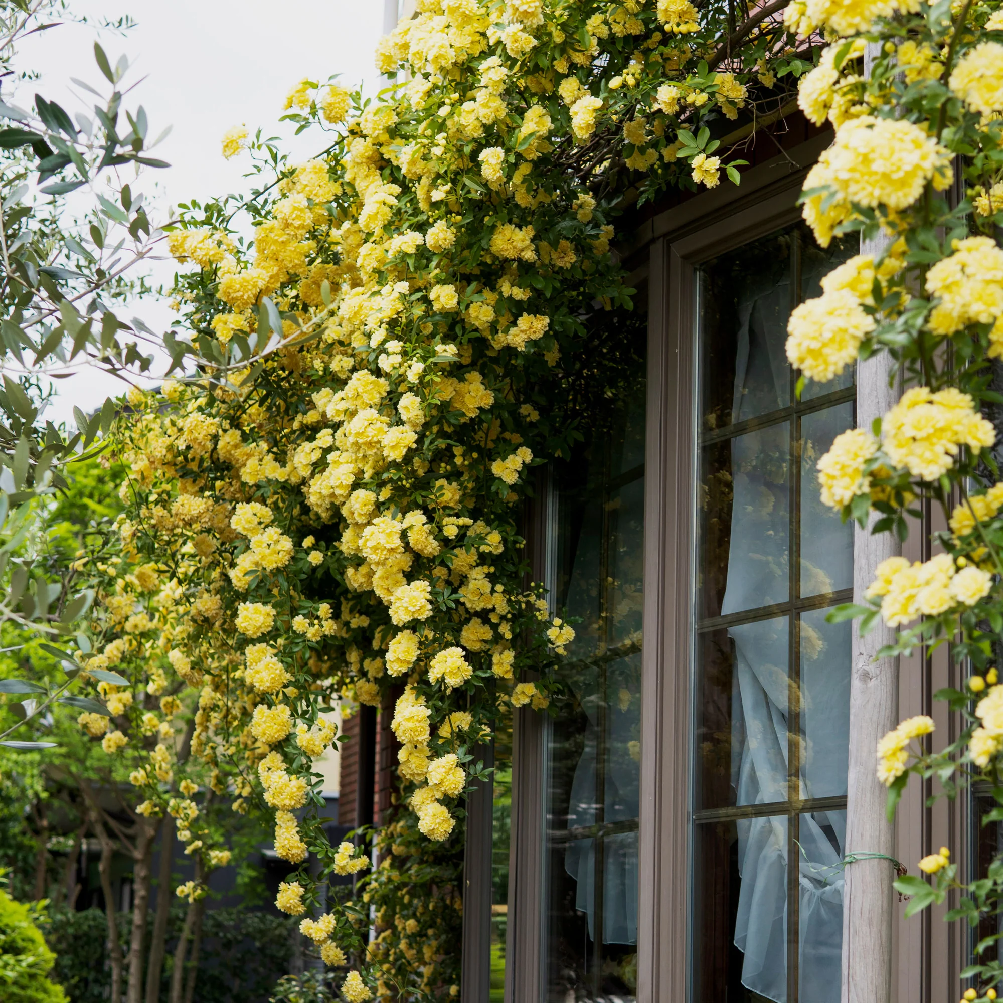 Rosier grimpant de Banks jaune