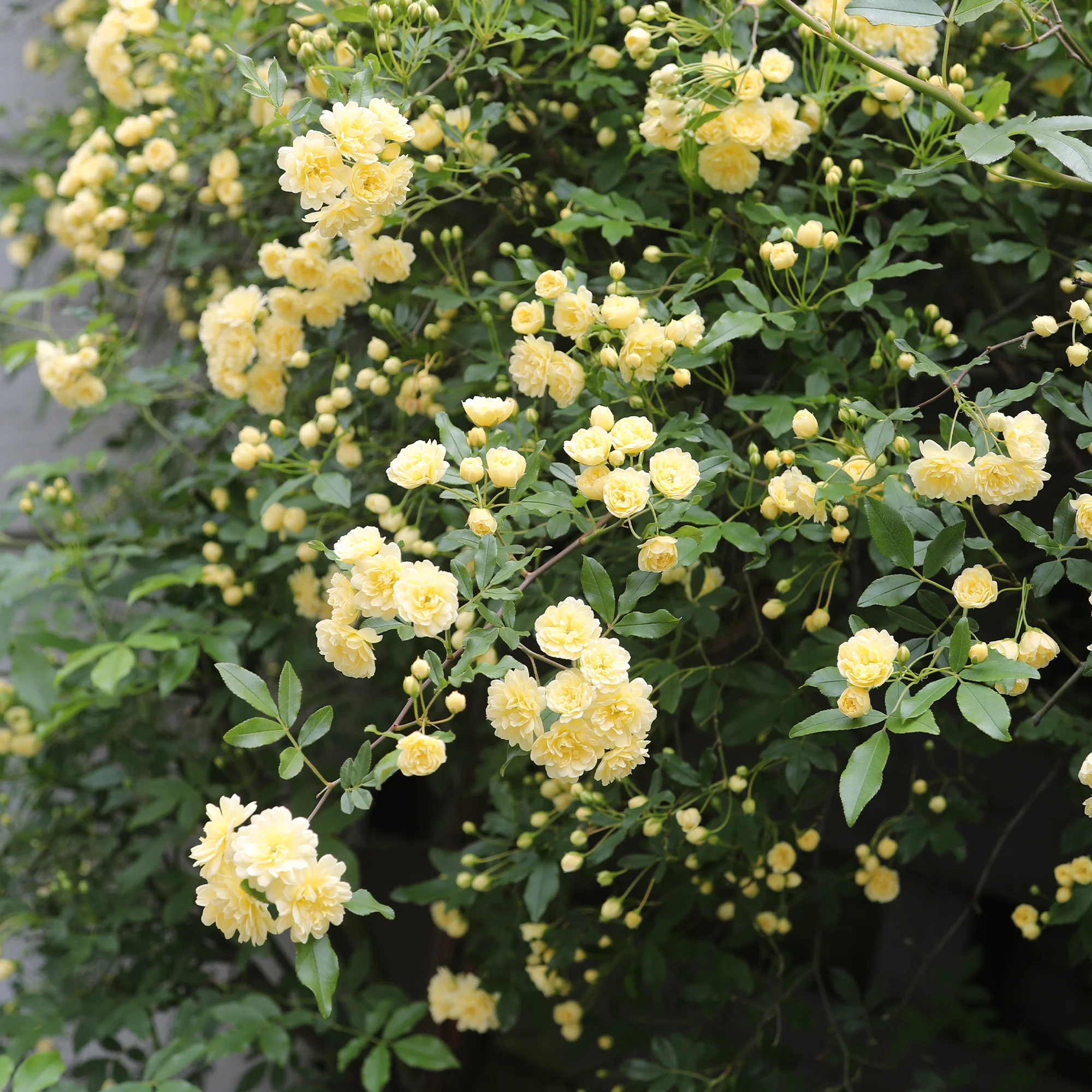 Rosier grimpant de Banks jaune - Image 3