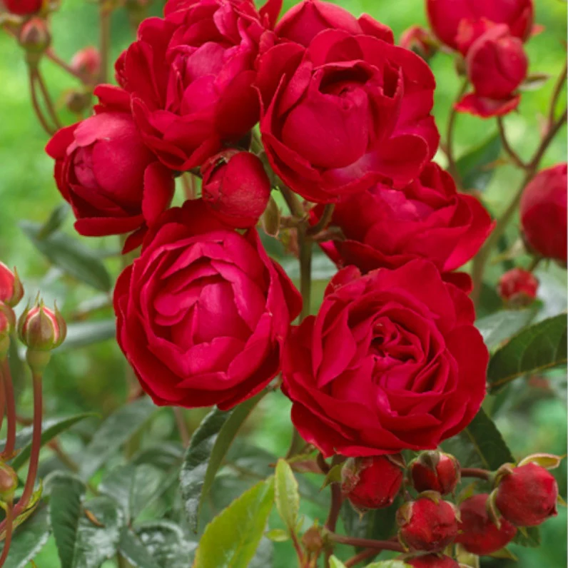 Rosier  Fête des Mères