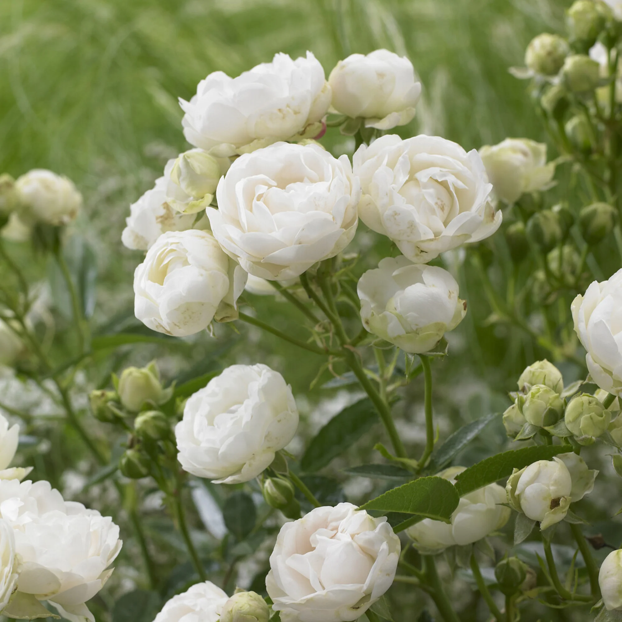 Rosier Fête des Mères blanc - Image 2
