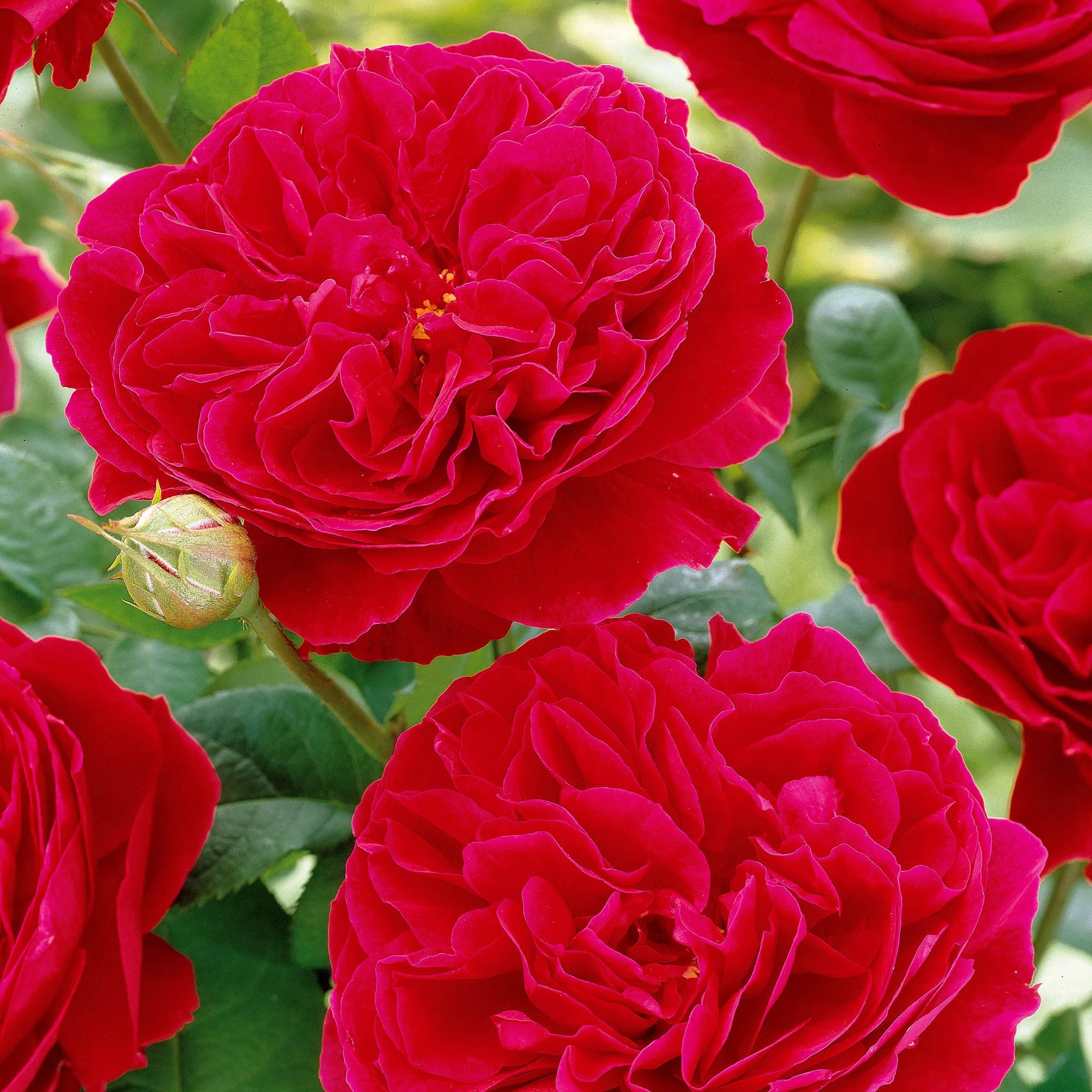 Rosier floribunda Red Leonardo da Vinci ® Meiangele