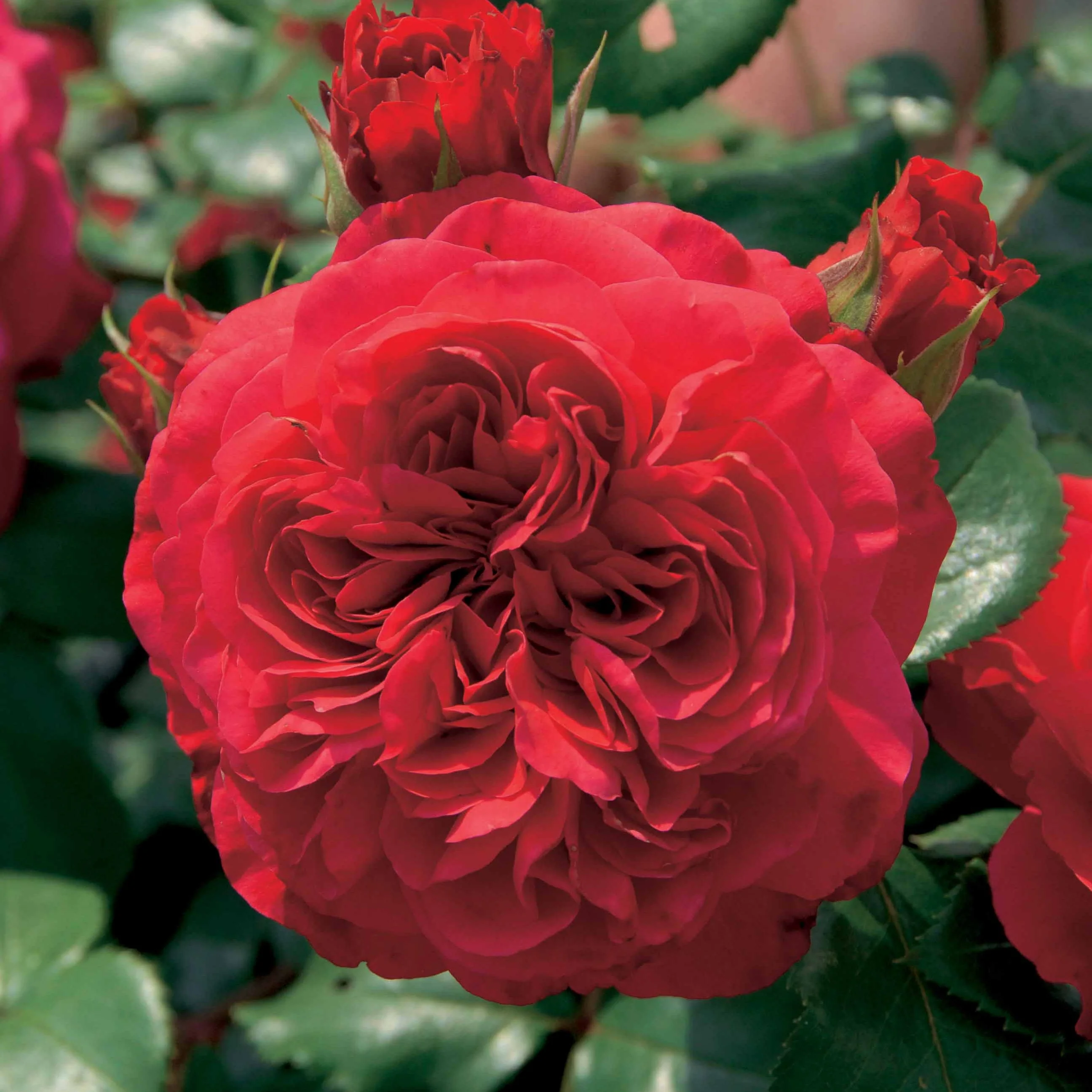 Rosier floribunda Red Leonardo da Vinci ® Meiangele - Image 2