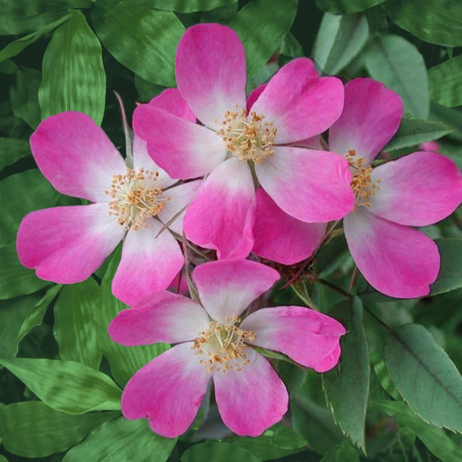 Rosier Glauca