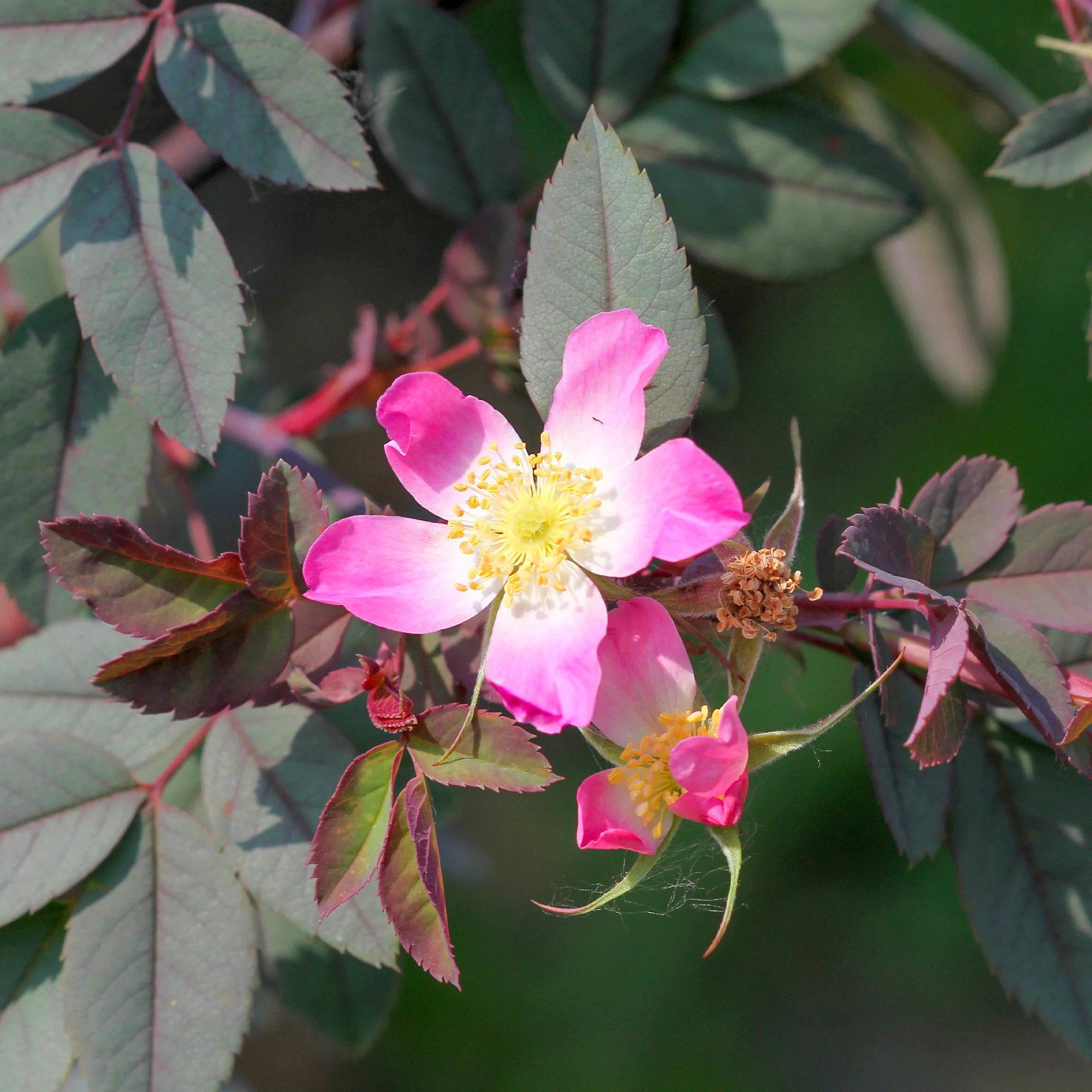 Rosier Glauca - Image 2