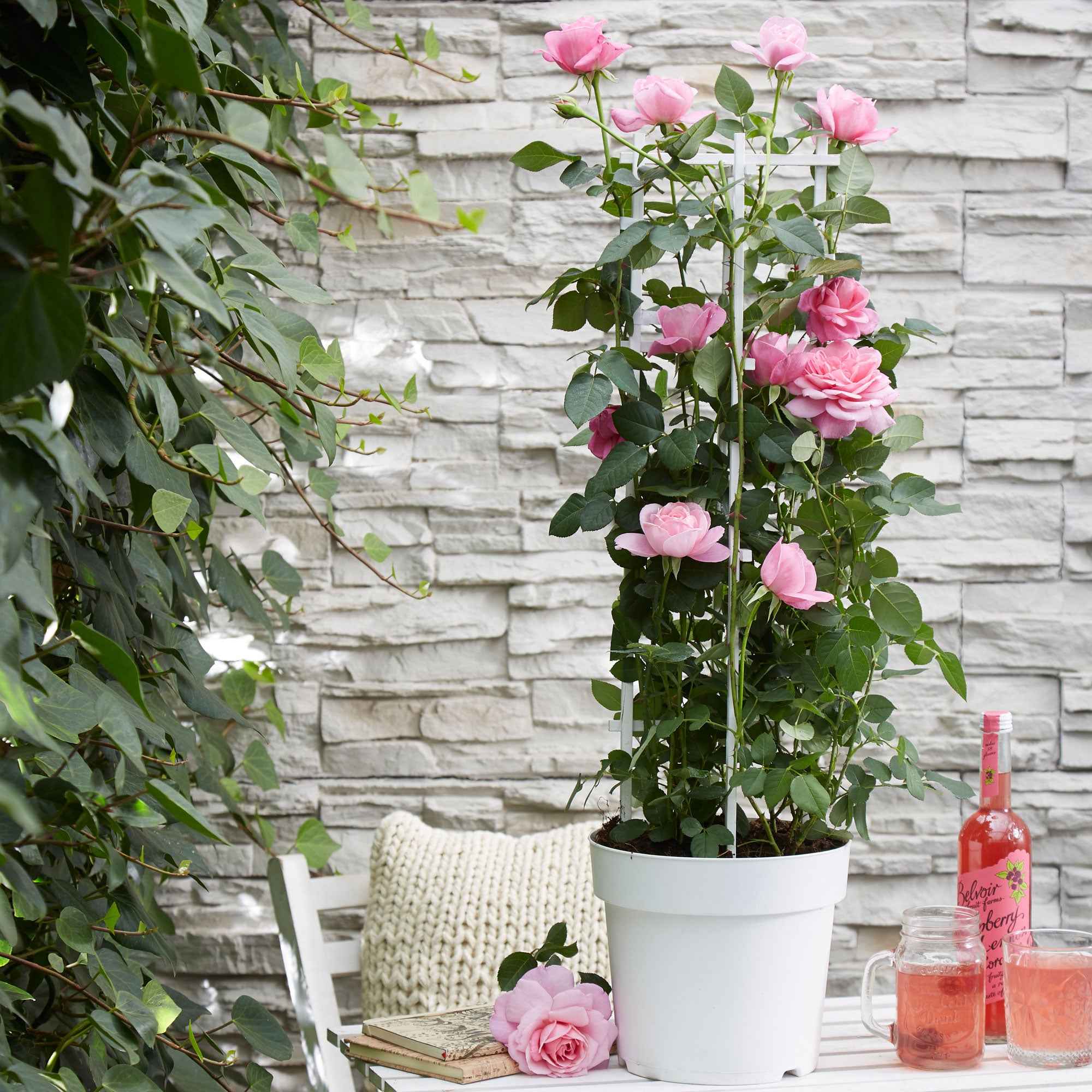 Rosier grimpant 'Crazy in Love' rose