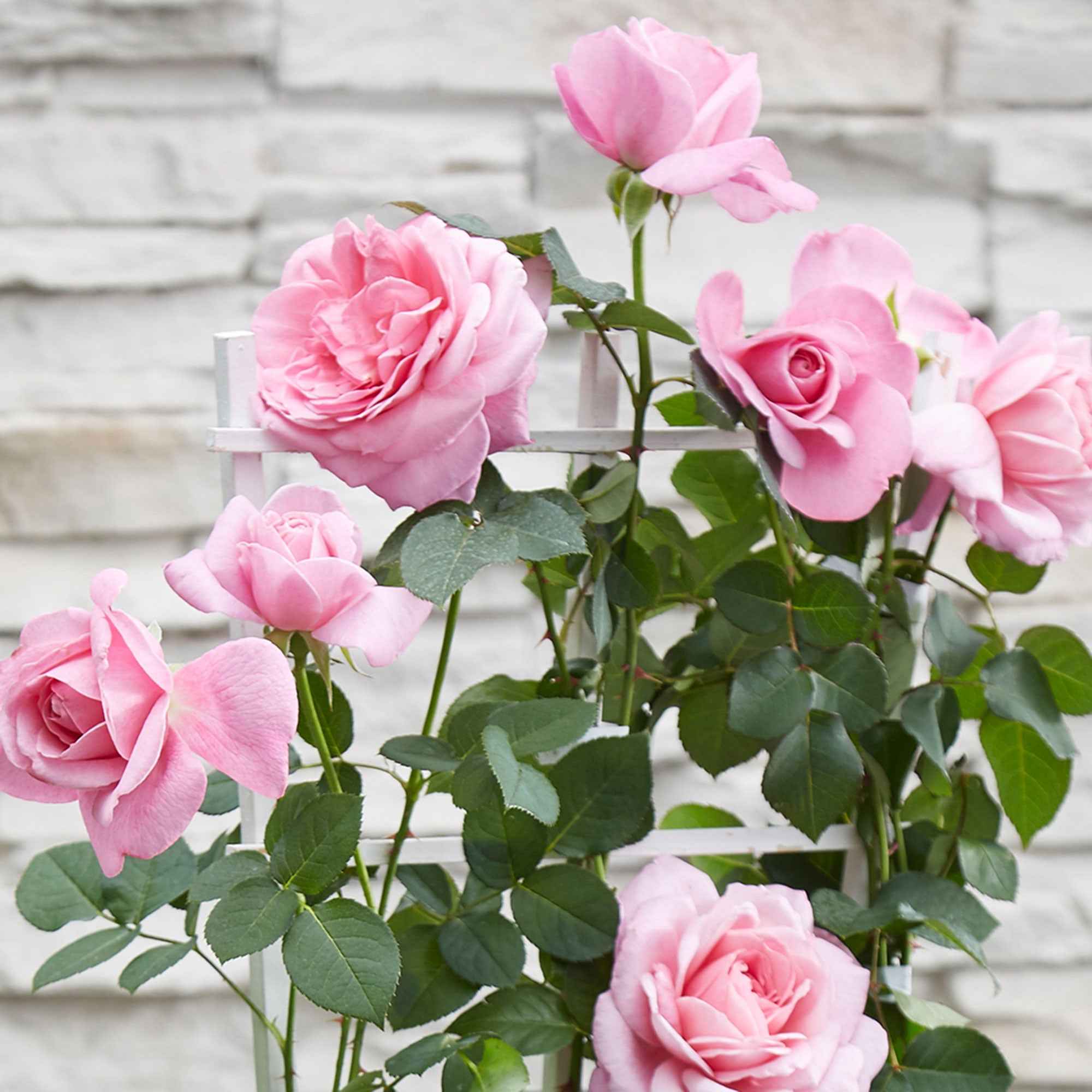Rosier grimpant 'Crazy in Love' rose - Image 2