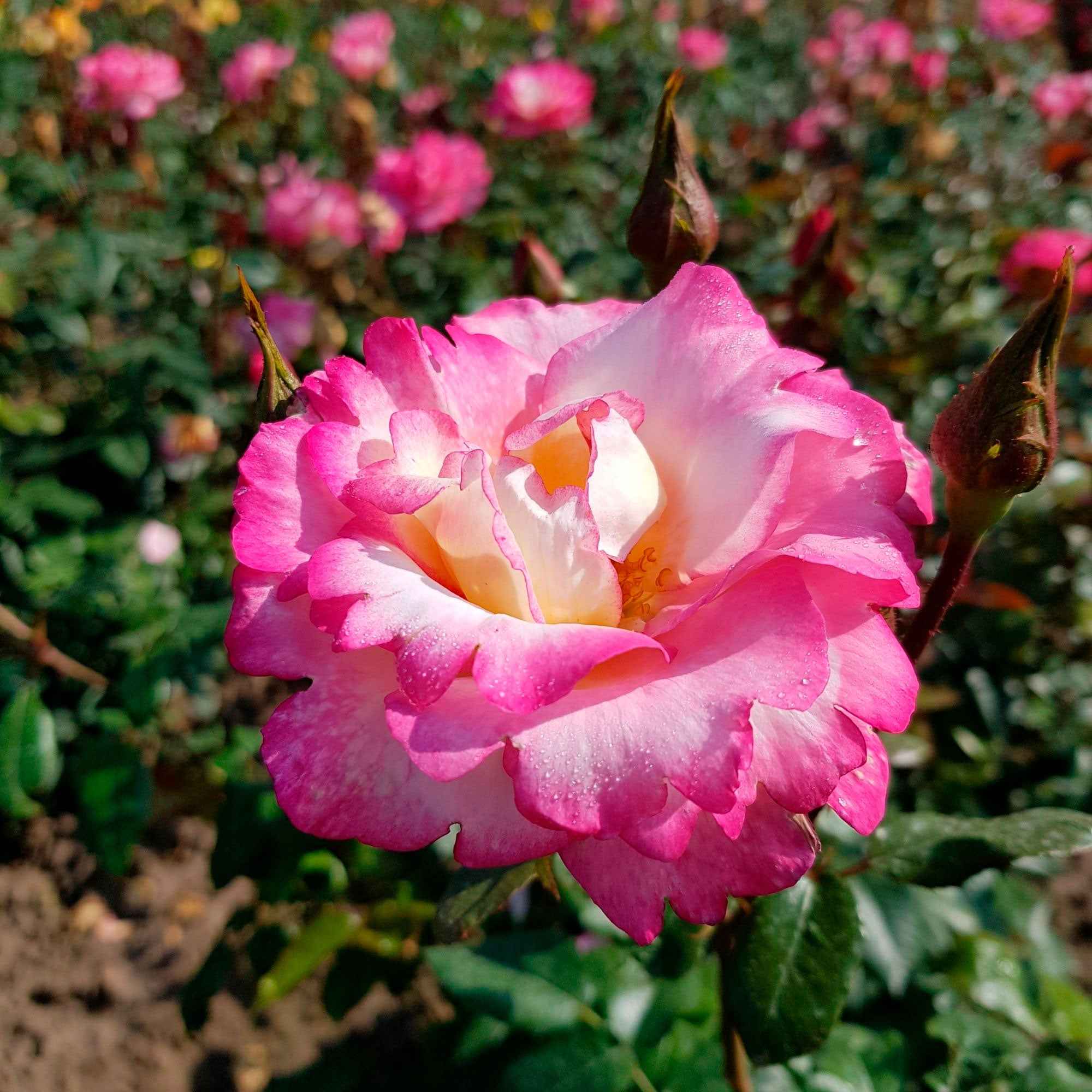Rosier Grimpant 'Haendel'