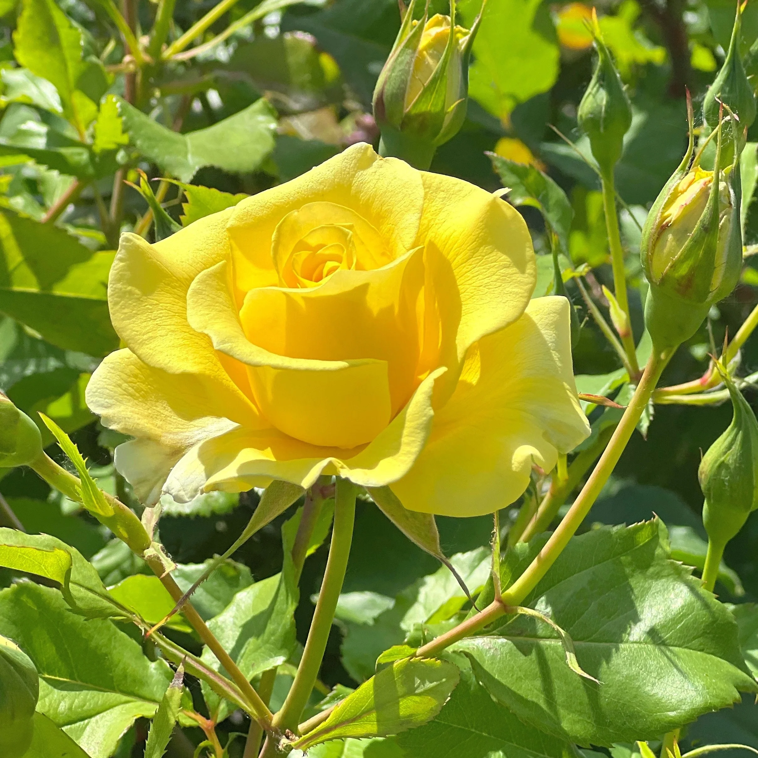 Rosier grimpant jaune