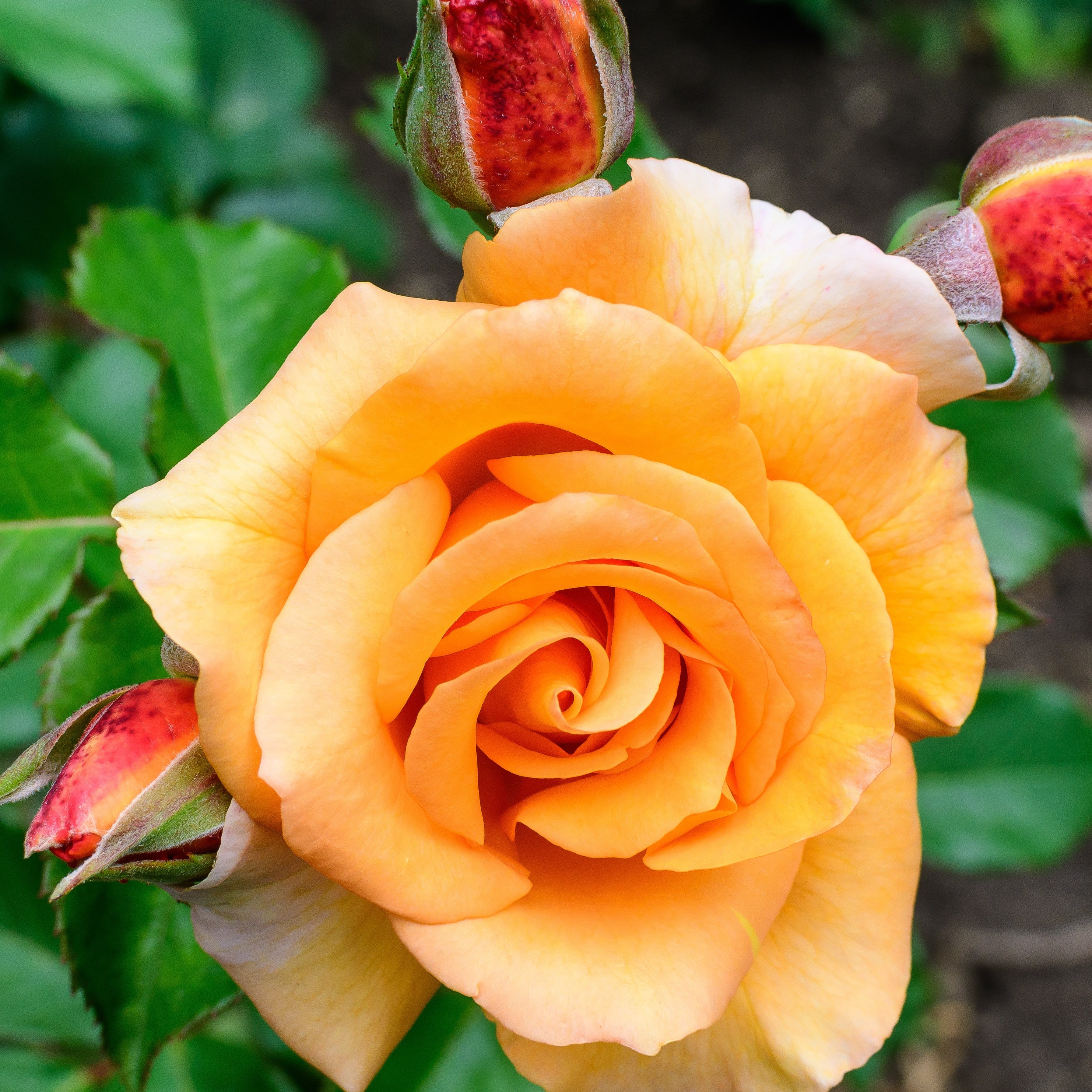 Rosier grimpant orange