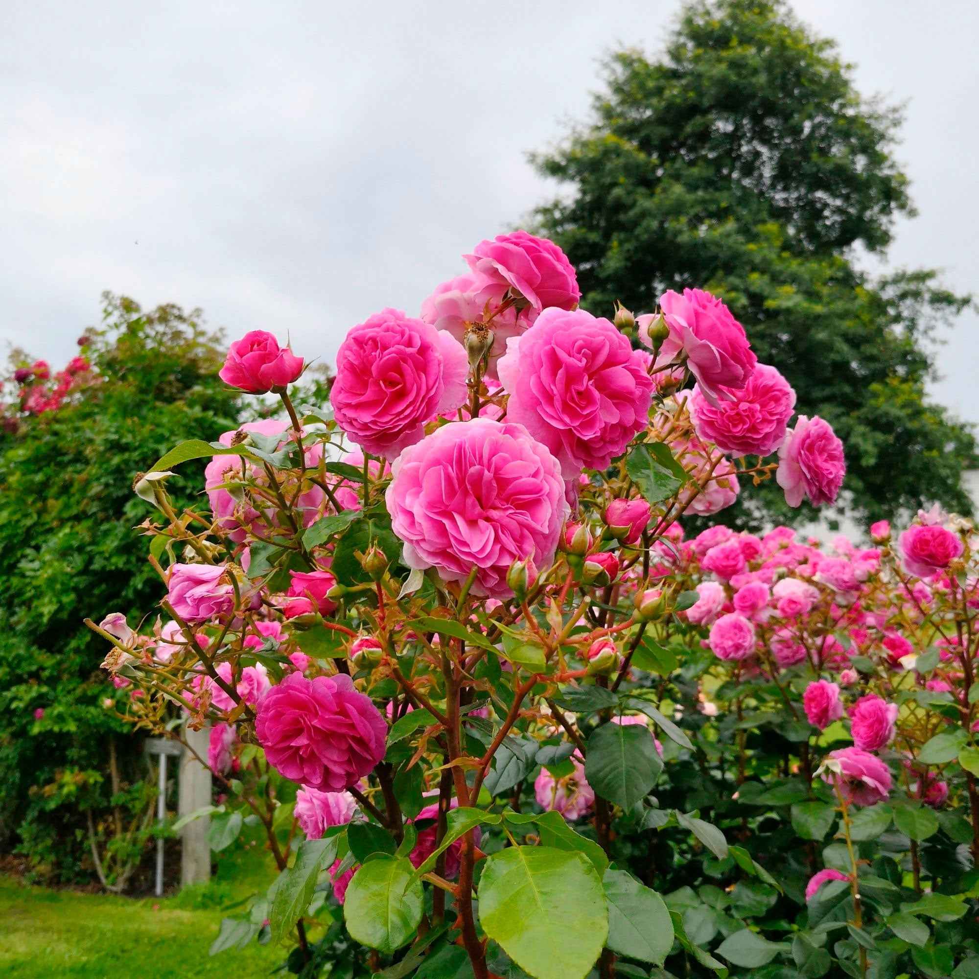 Rosier grimpant 'Ozeana'