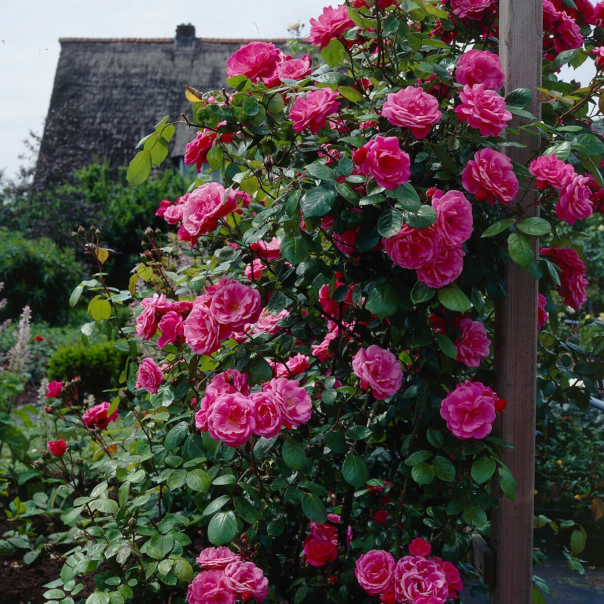 Rosier grimpant rose