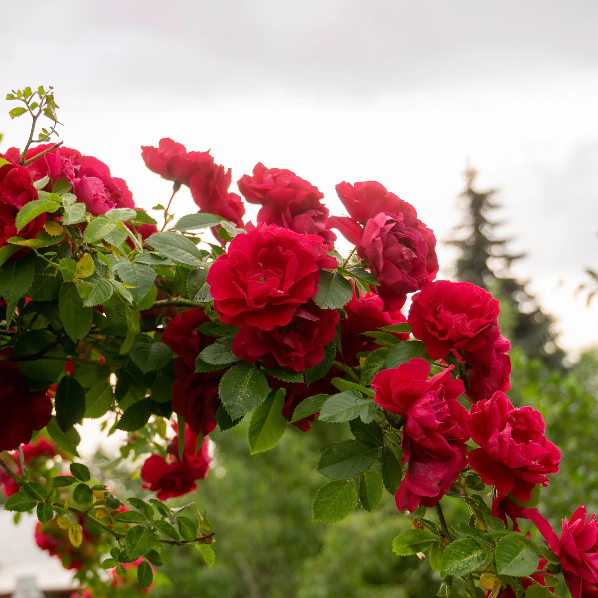 Rosier grimpant rouge - Image 2