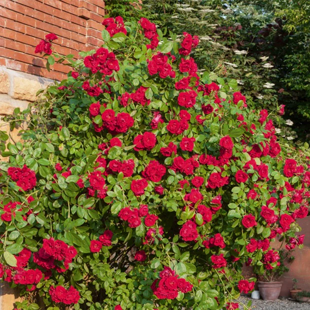 Rosier grimpant rouge - Image 3