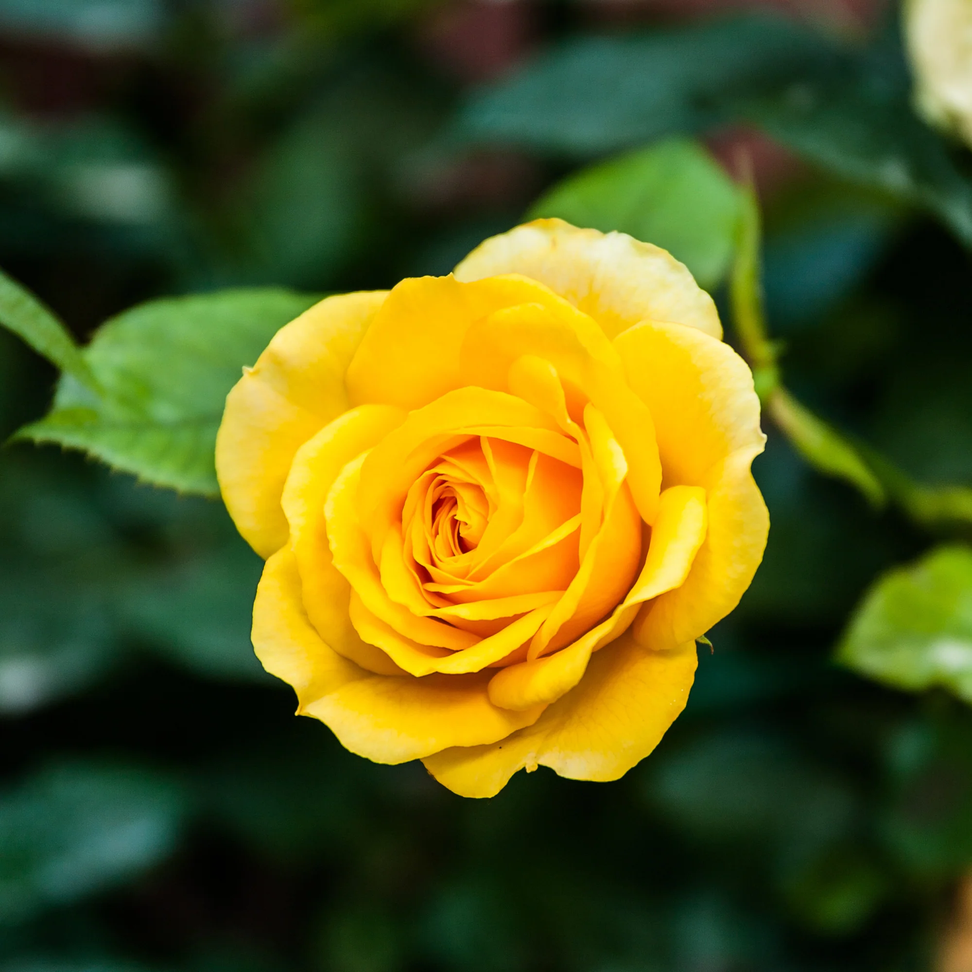 Rosier Hadangel