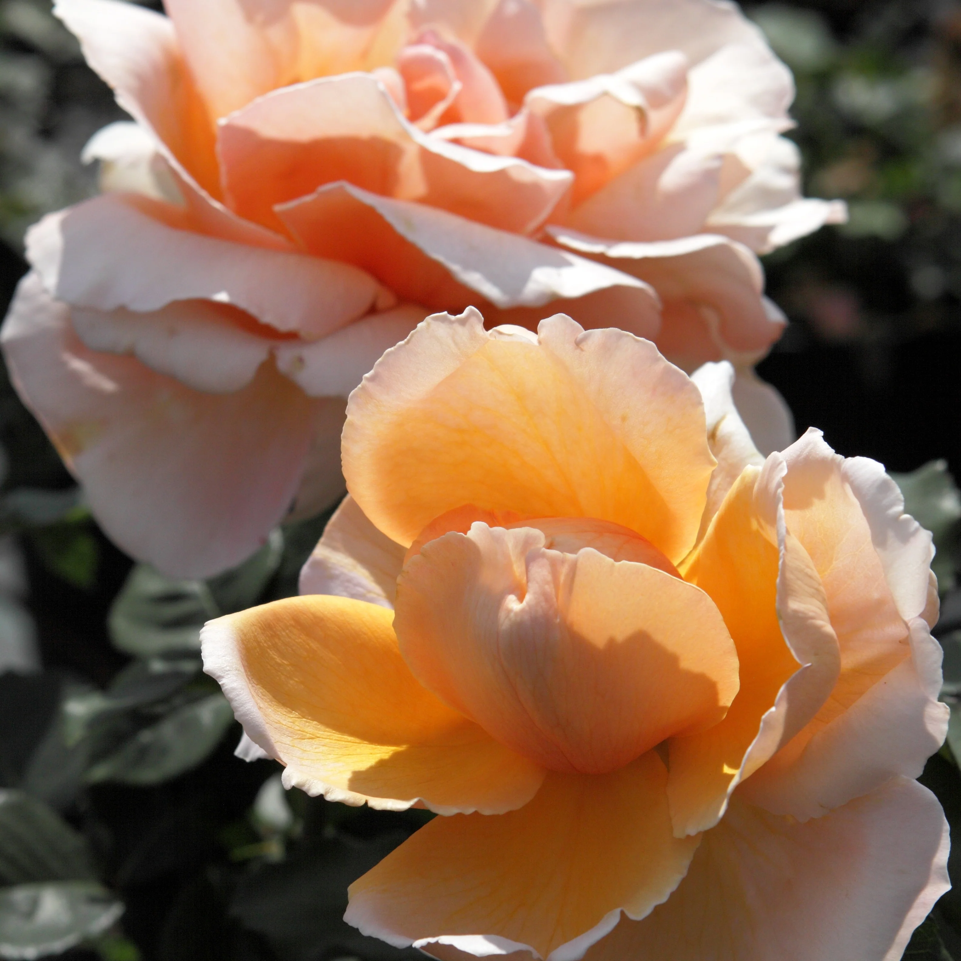 Rosier  Just Joey ® - Image 2