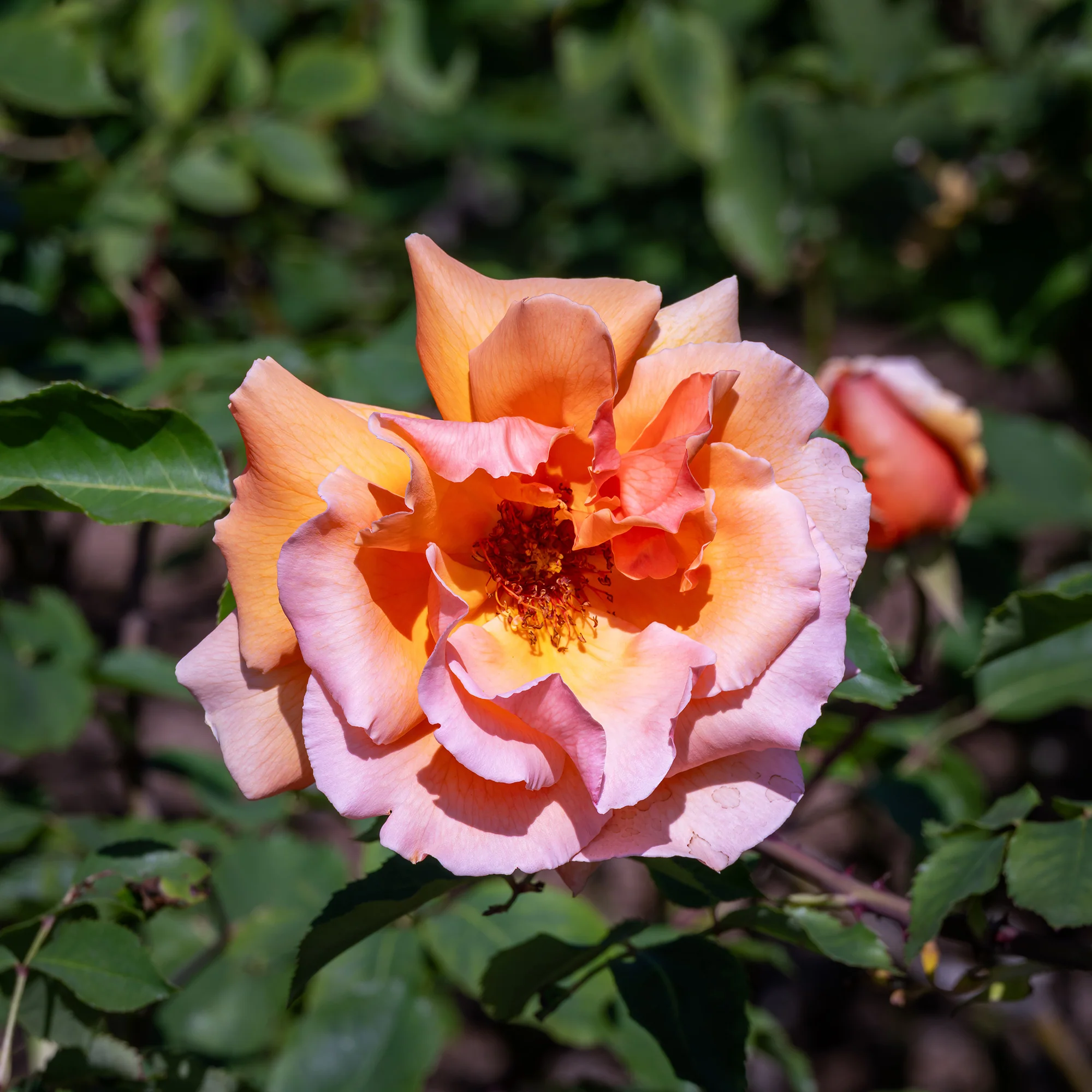 Rosier  Just Joey ® - Image 3