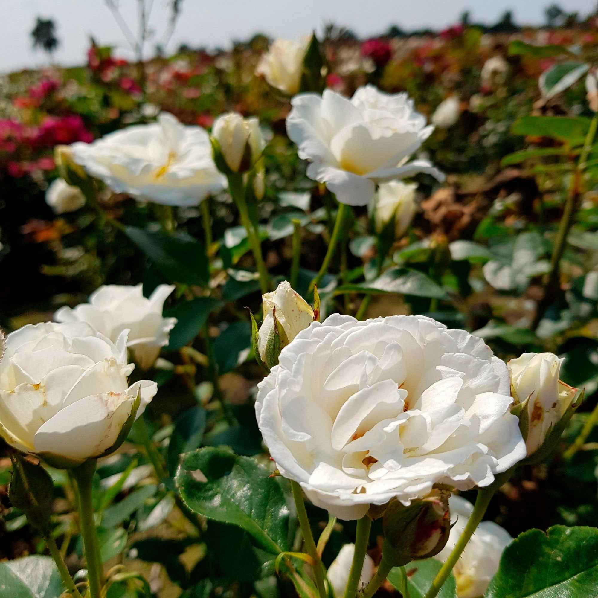 Rosier 'Kristall'