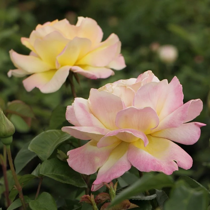 Rosier  Mme A. Meilland