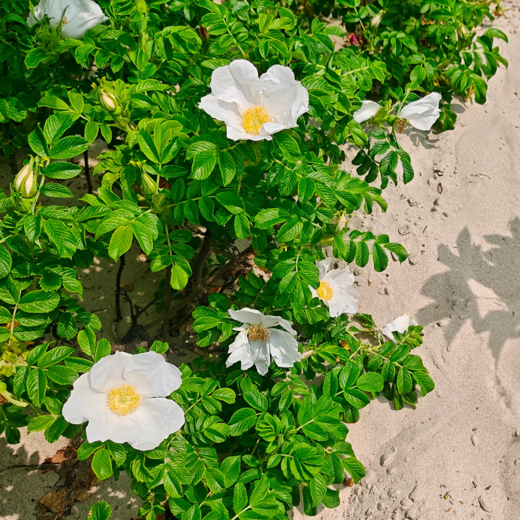 Rosier rugueux à fleurs blanches - Image 2