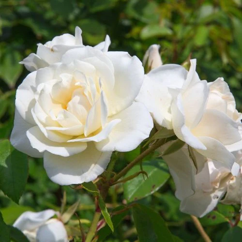 Rosier White Symphony - Image 2