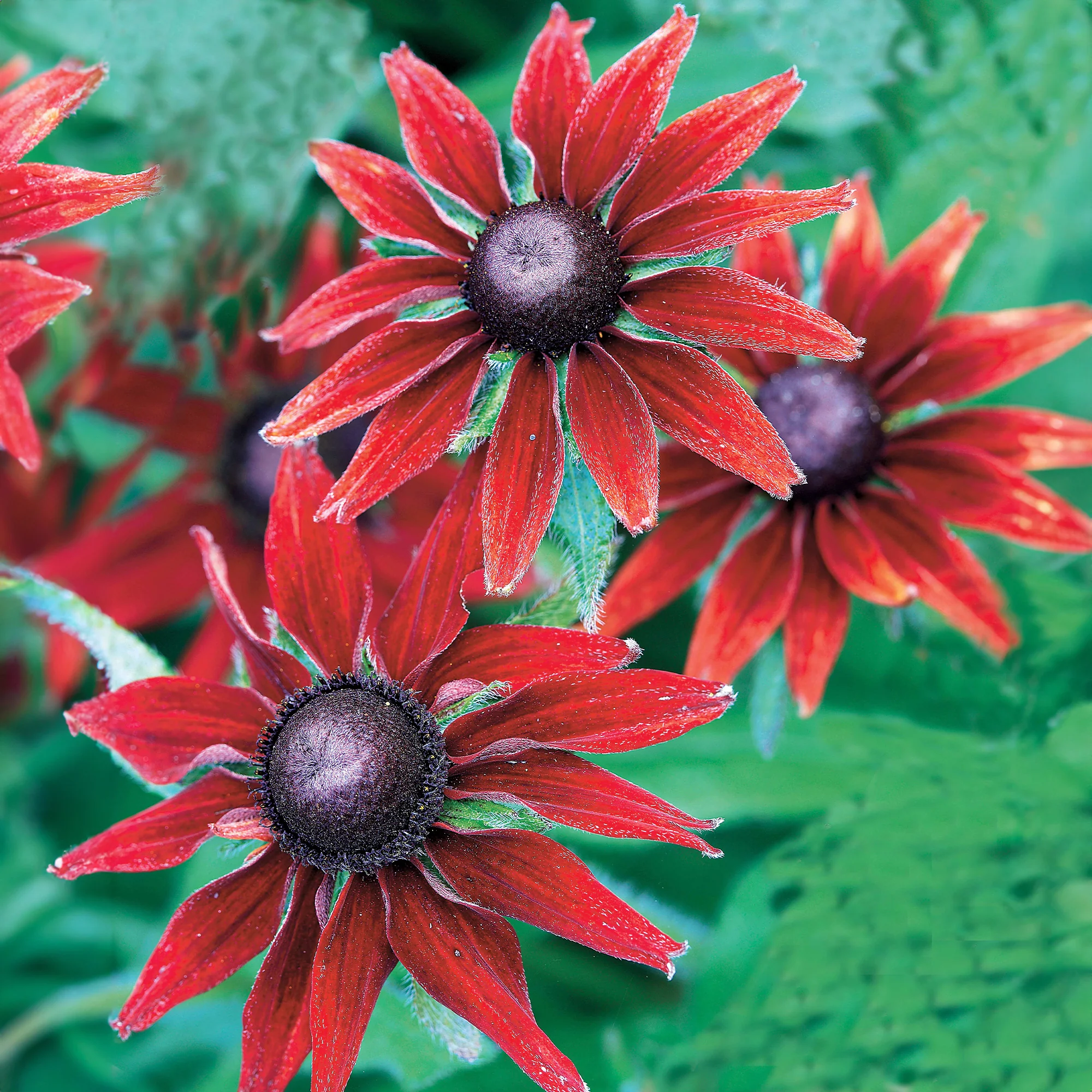 2 Rudbeckia hirta Cherry Brandy - Image 3