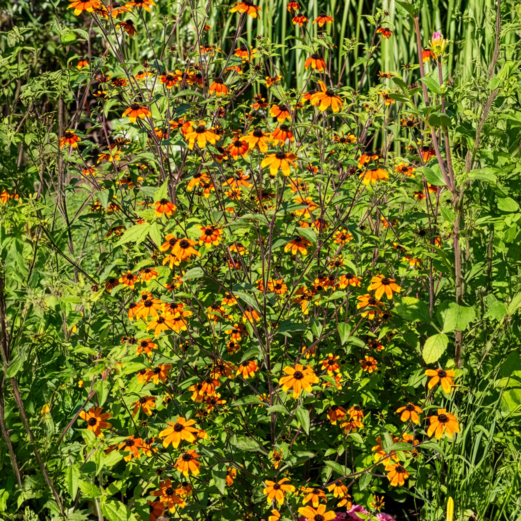 Rudbeckie trilobée Prairie Glow - Image 3