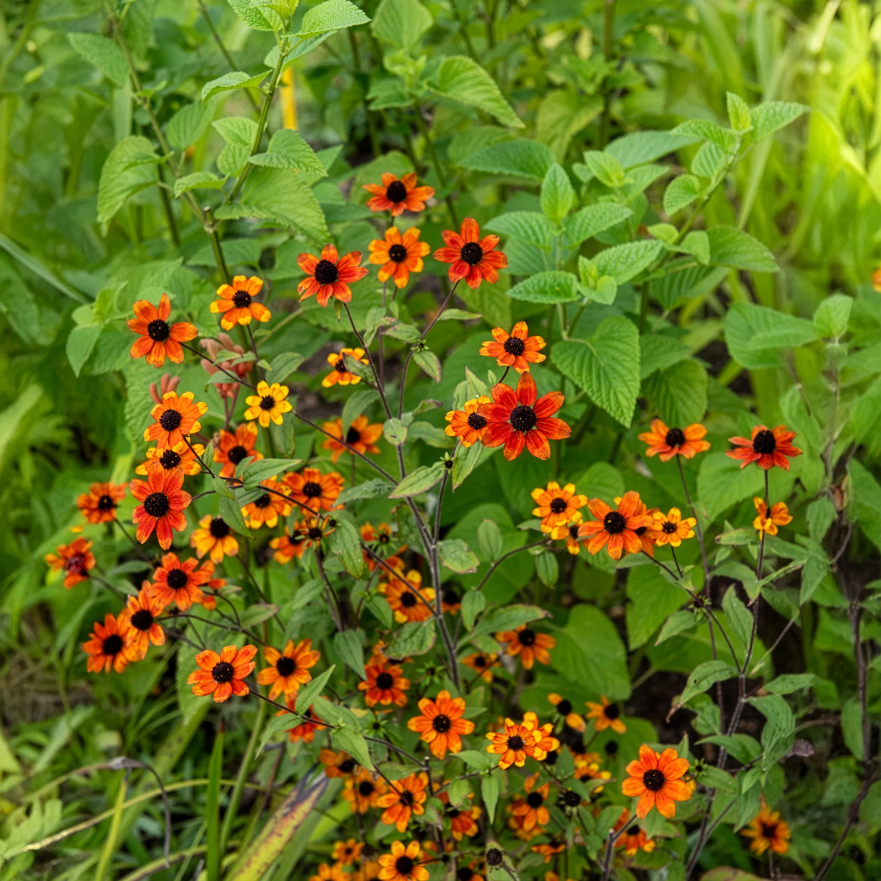 Rudbeckie trilobée Prairie Glow - Image 4