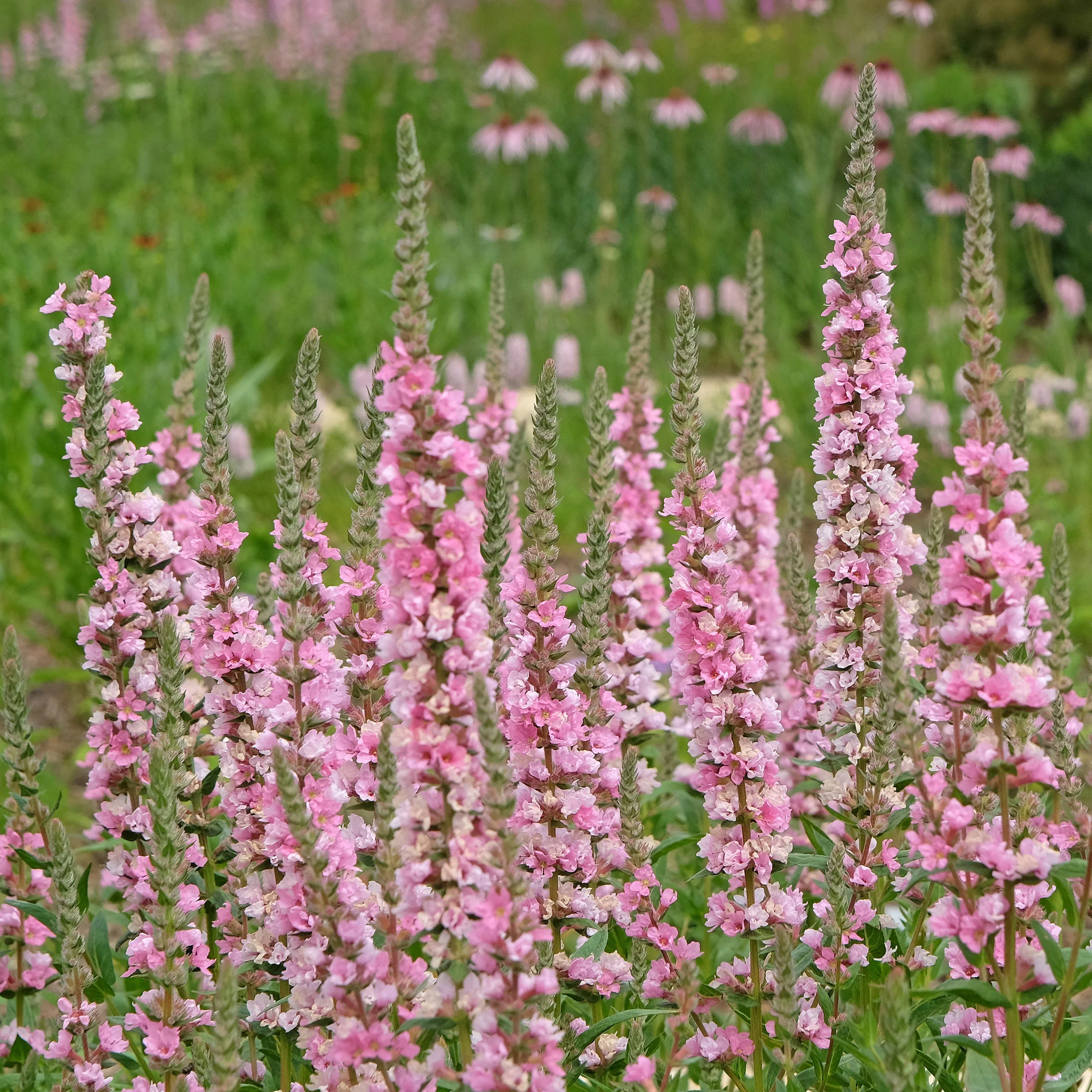 Salicaire commune Blush - Image 6