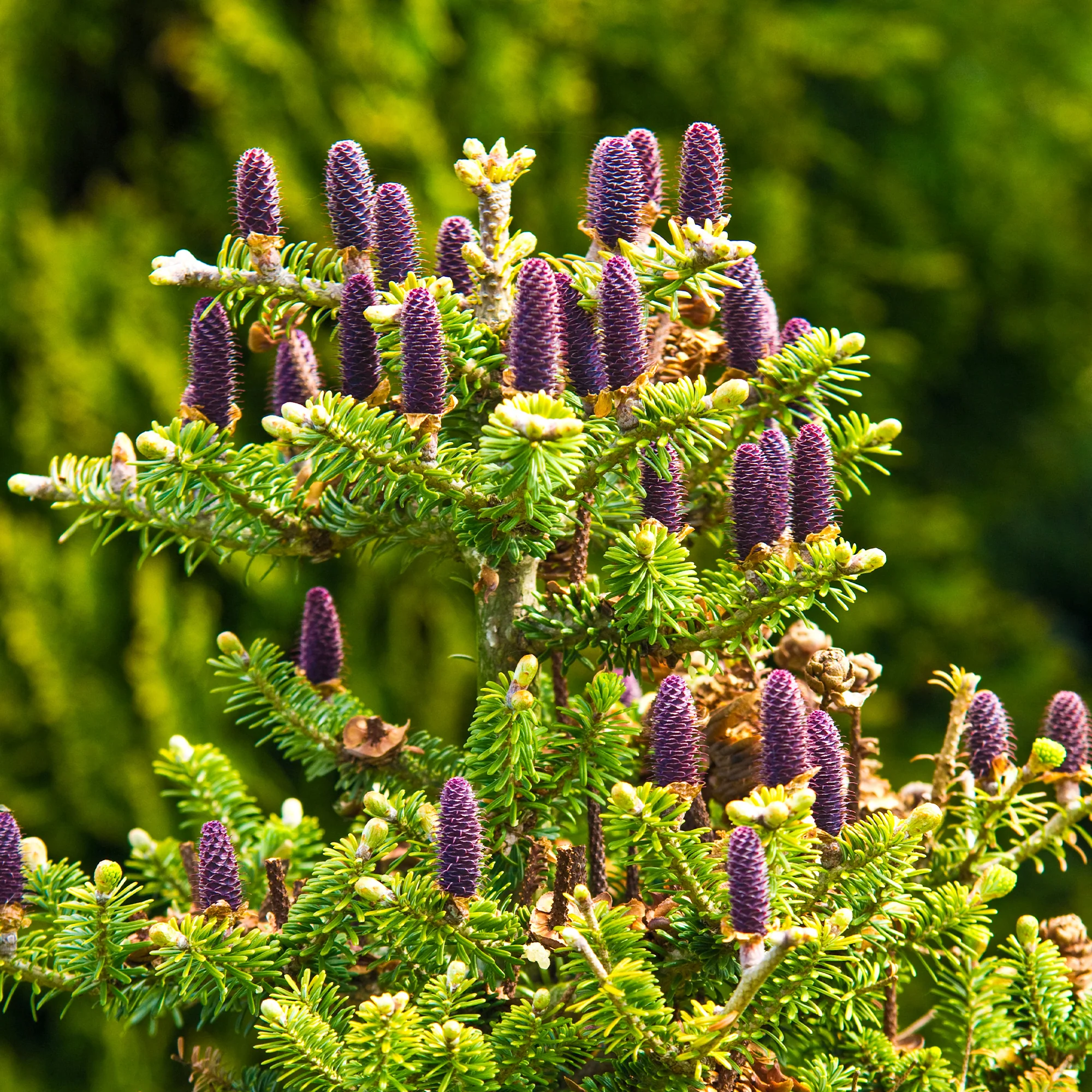 Sapin de Corée