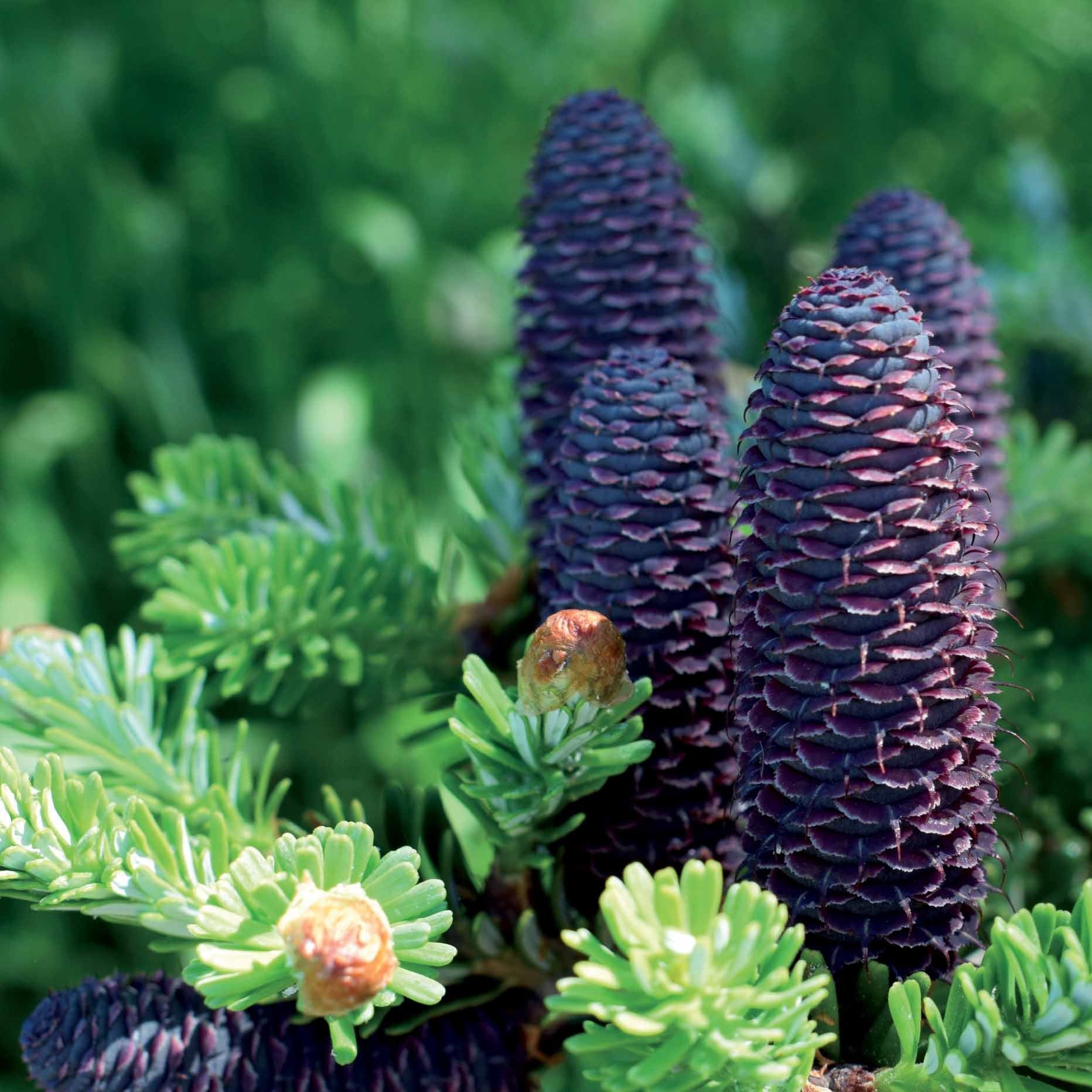 Sapin de Corée - Image 3