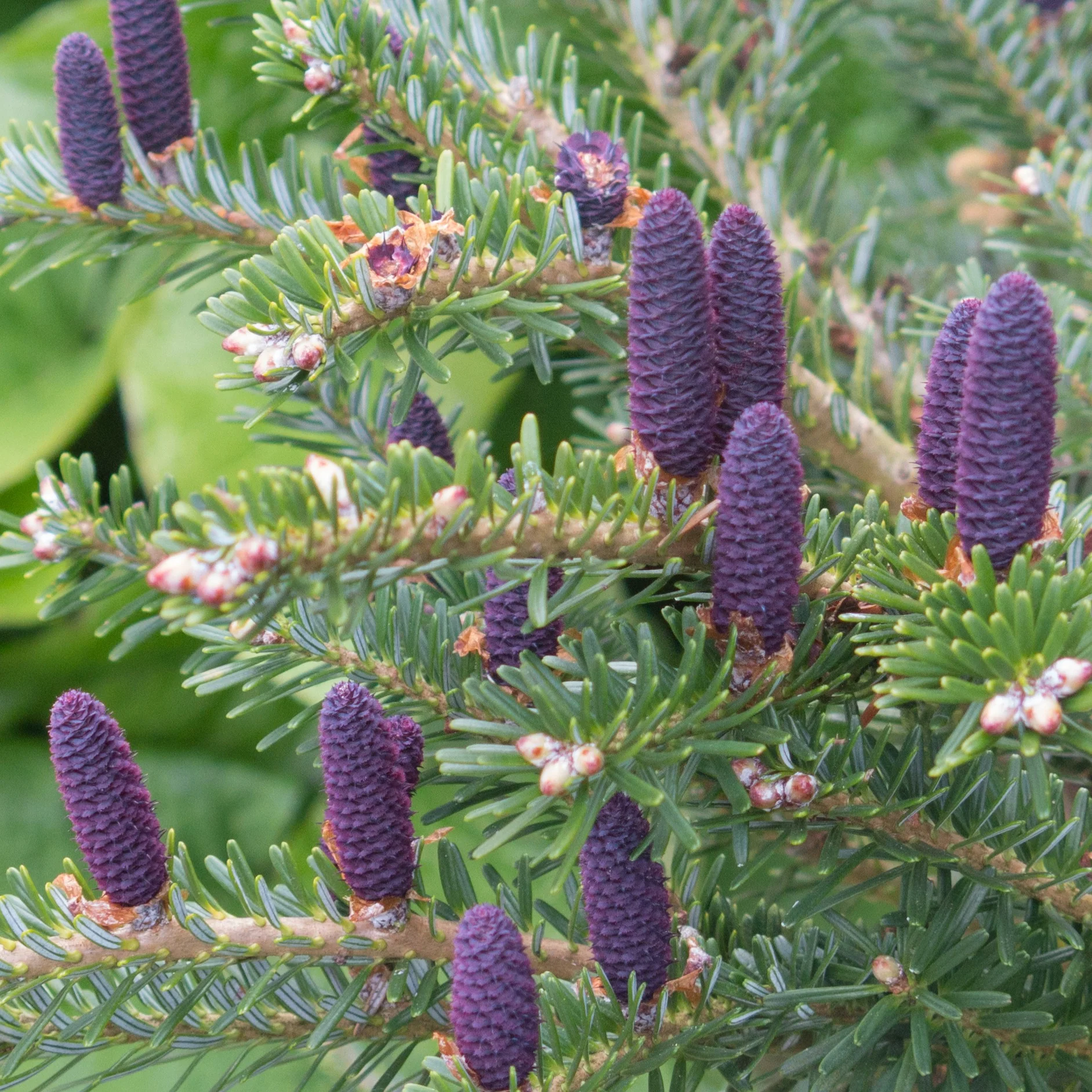 Sapin de Corée - Image 4