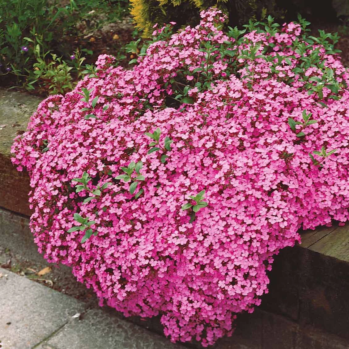 5 Saponaires ocymoides - Image 5