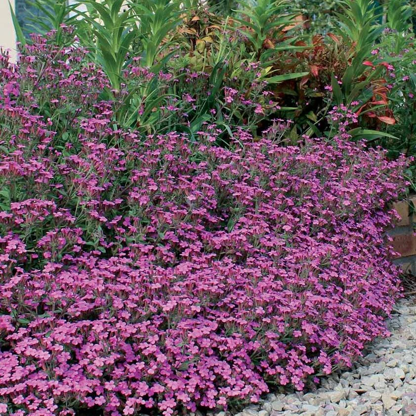 5 Saponaires ocymoides - Image 6