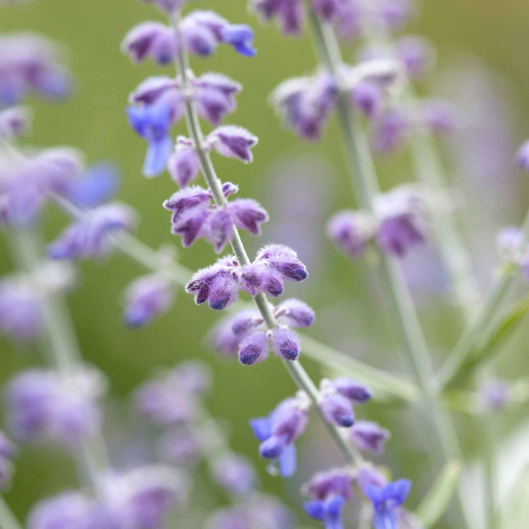 Sauge d'Afghanistan 'Blue Spire' - Image 3