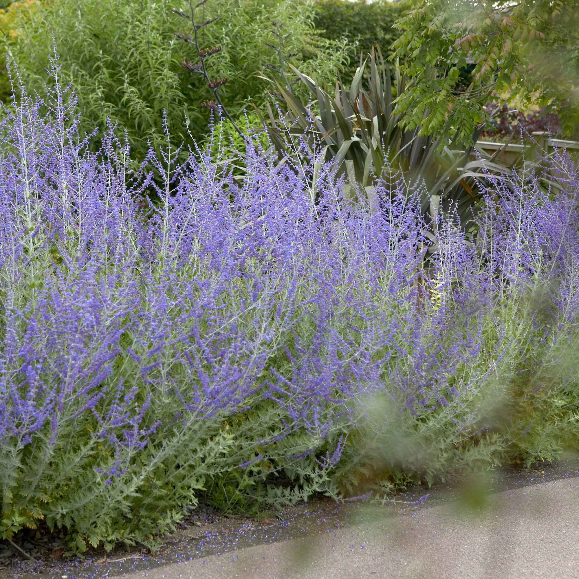 Sauge d'Afghanistan 'Blue Spire' - Image 4