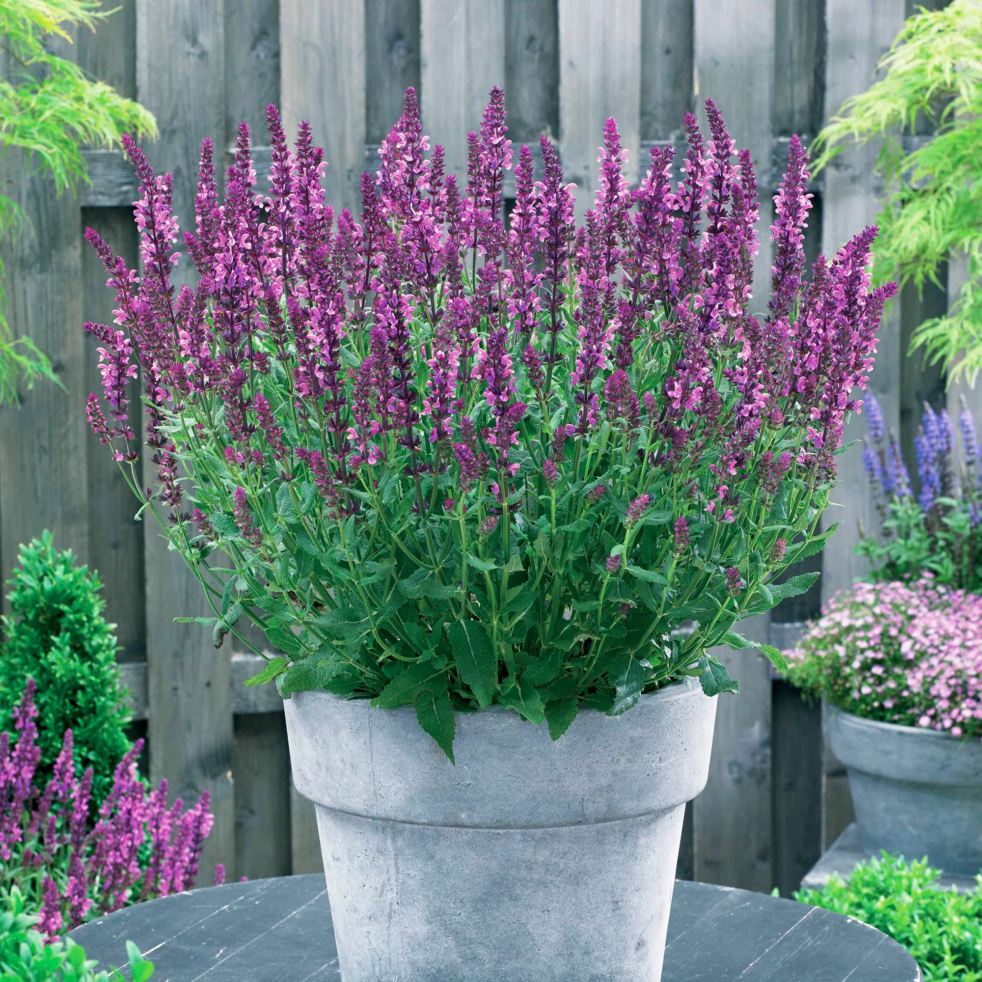 3 Sauges des bois Friesland Pink