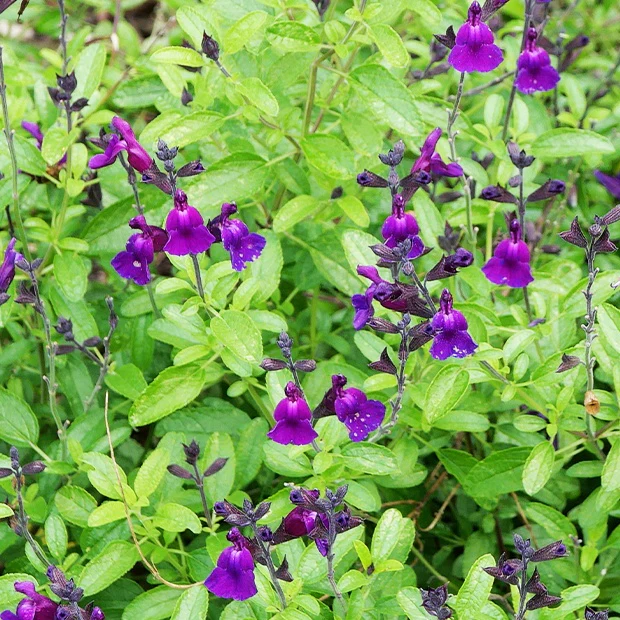 Sauge Violette de Loire ® - Image 2