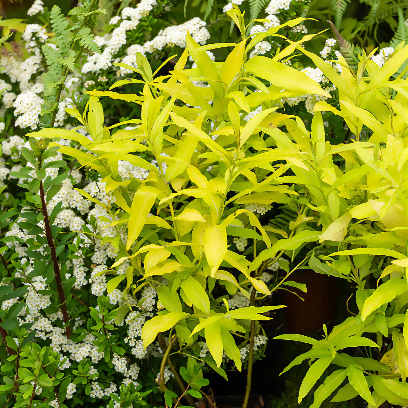 Saule de Sakhaline Golden Sunshine