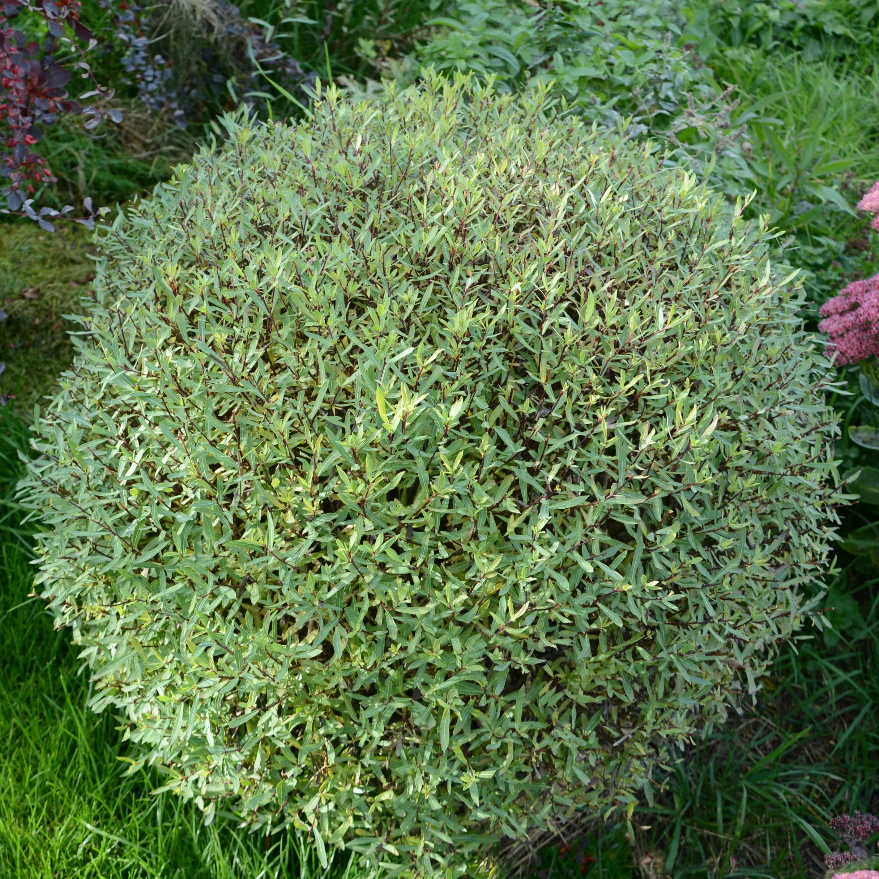 Saule pourpre nain