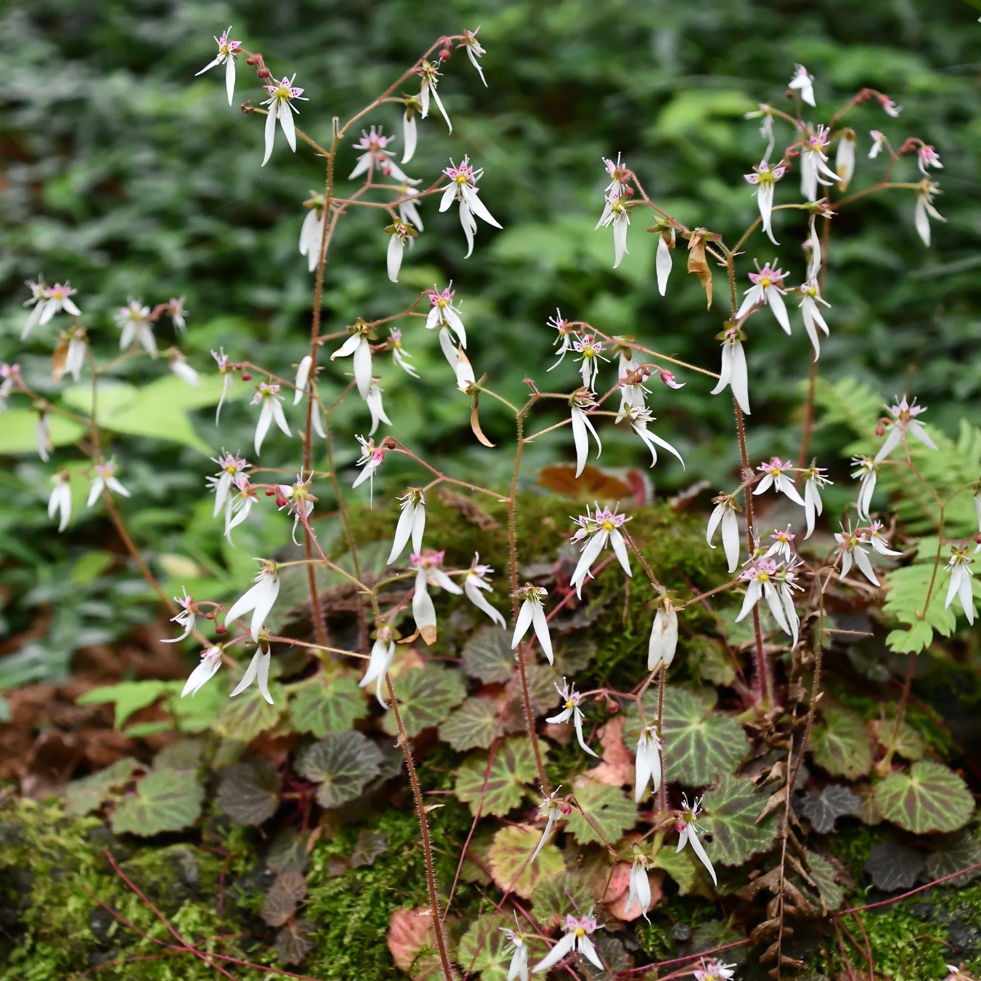 Saxifrage à stolons Cuscutiformis