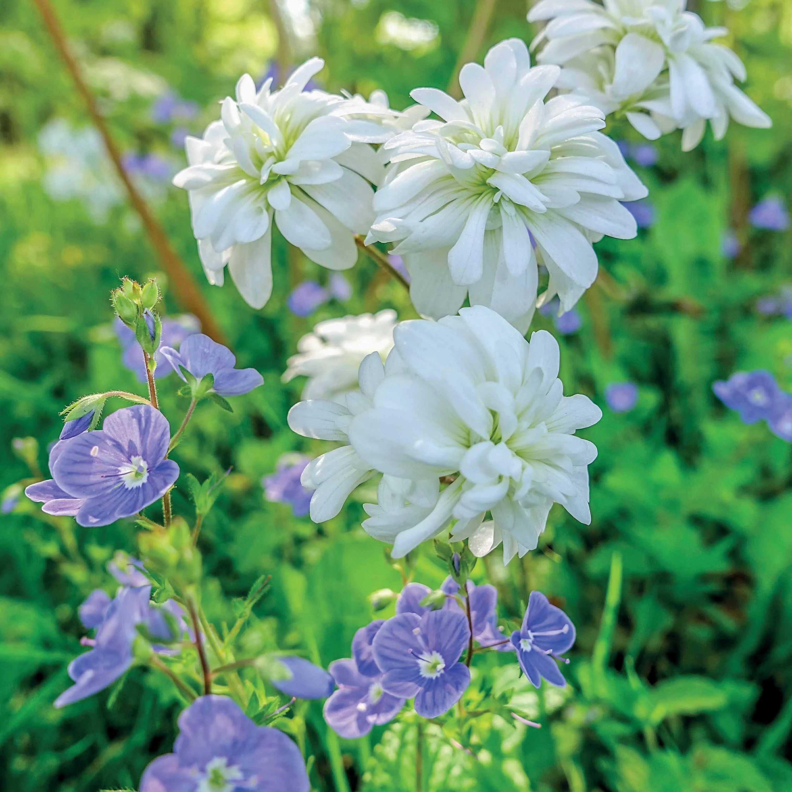 5 Saxifrage granulata Flore Pleno