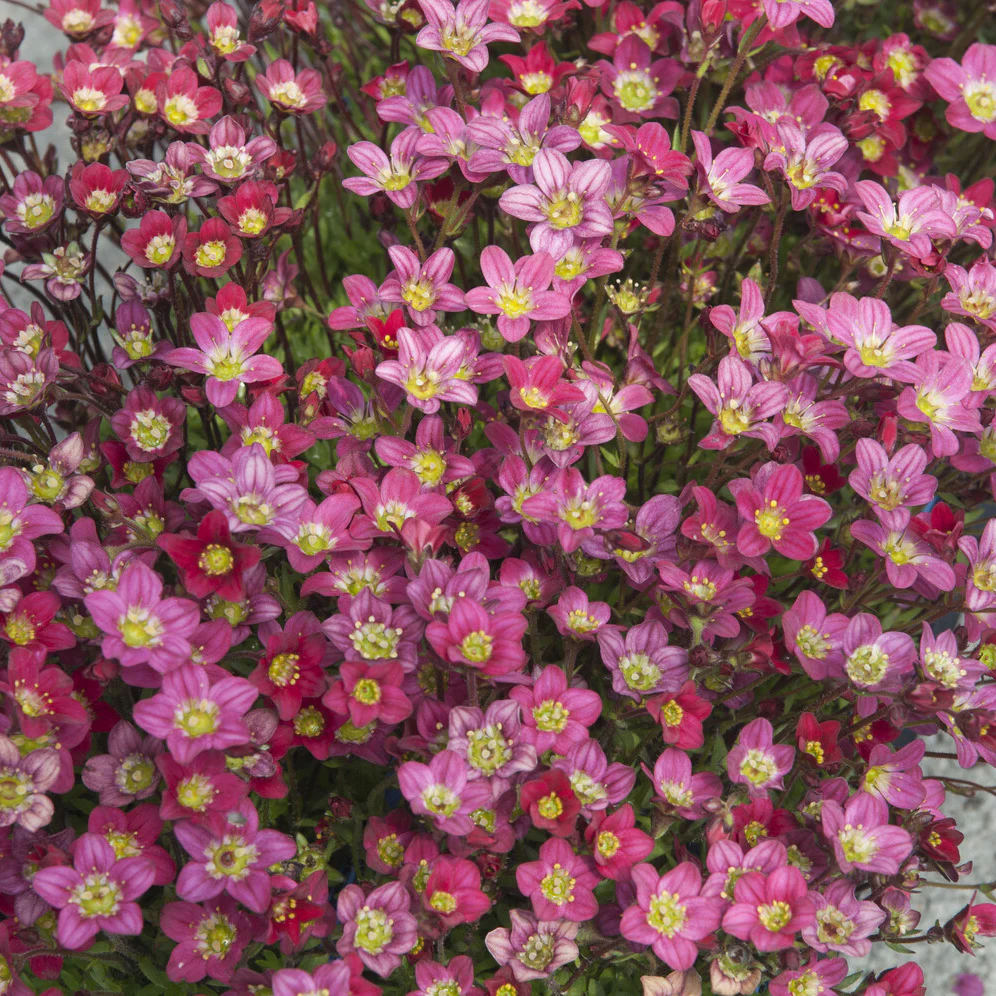 Saxifrage mousse Peter Pan - Image 3