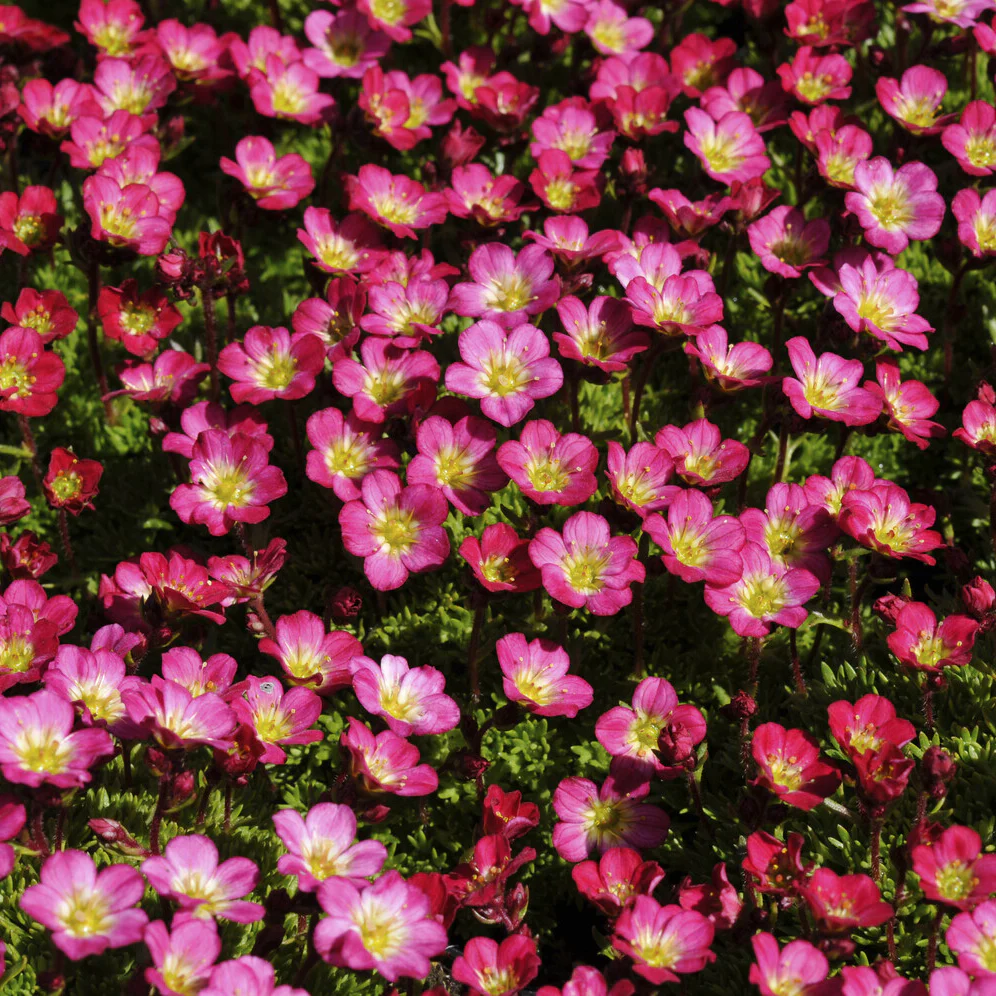 Saxifrage mousse Peter Pan - Image 4