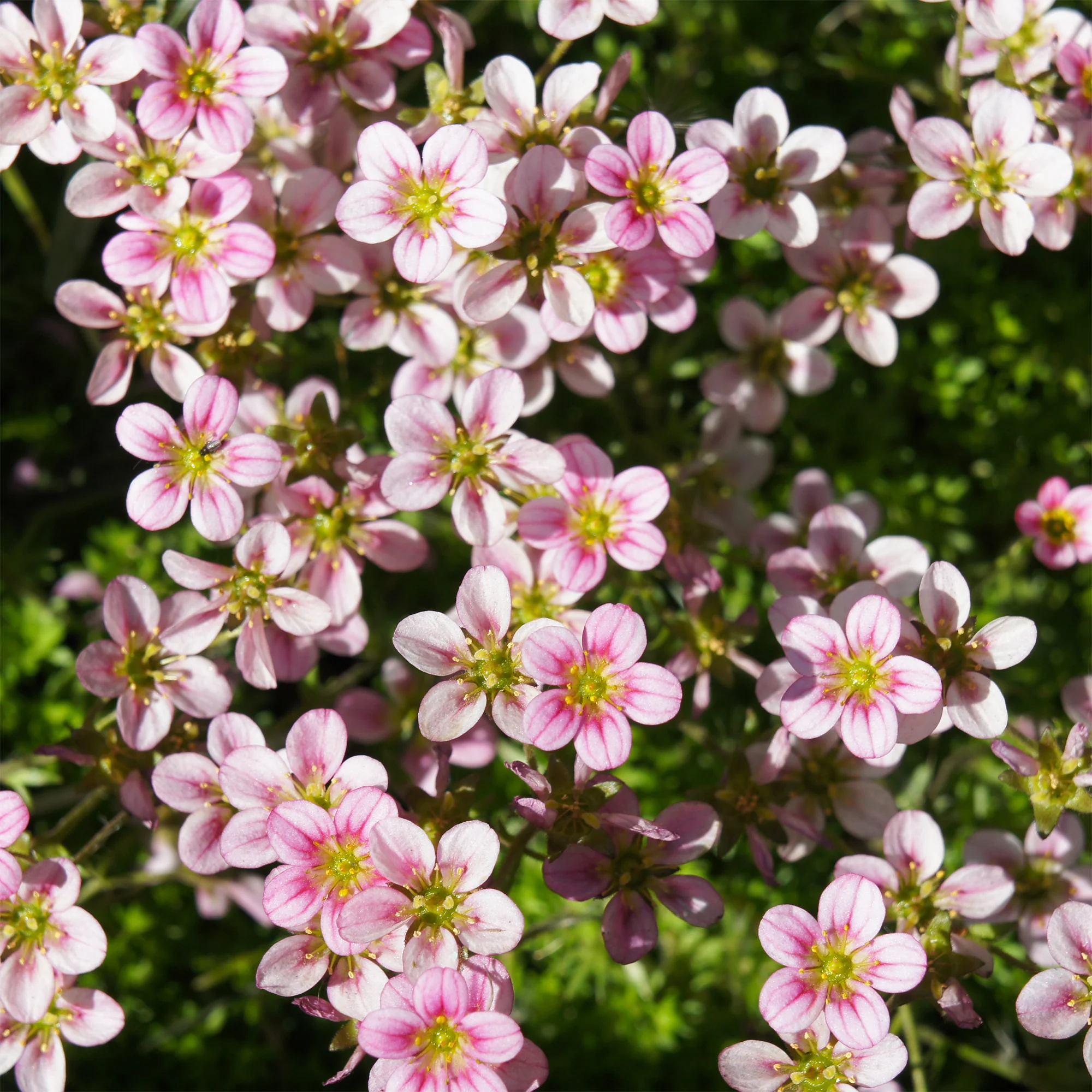 Saxifrage mousse Touran Neon Rose