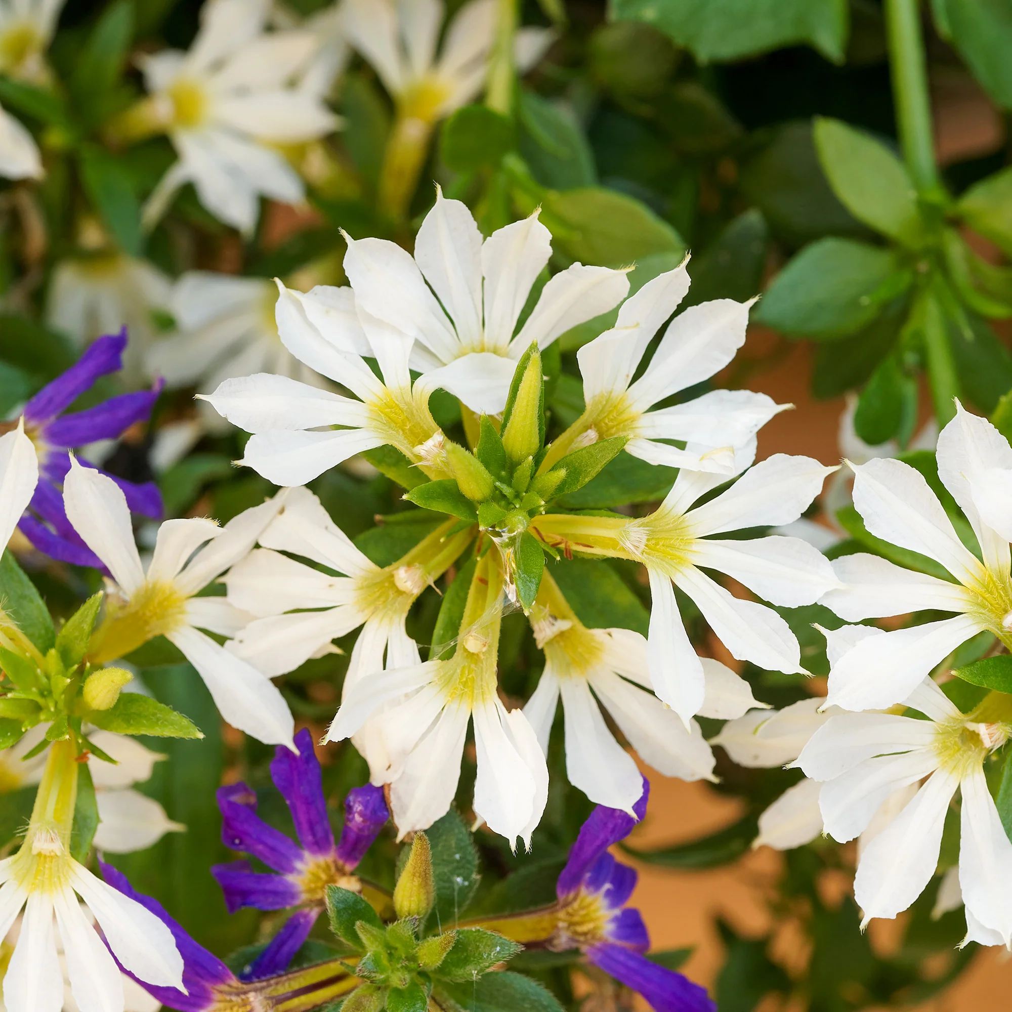 Scaevola blanc - Image 3