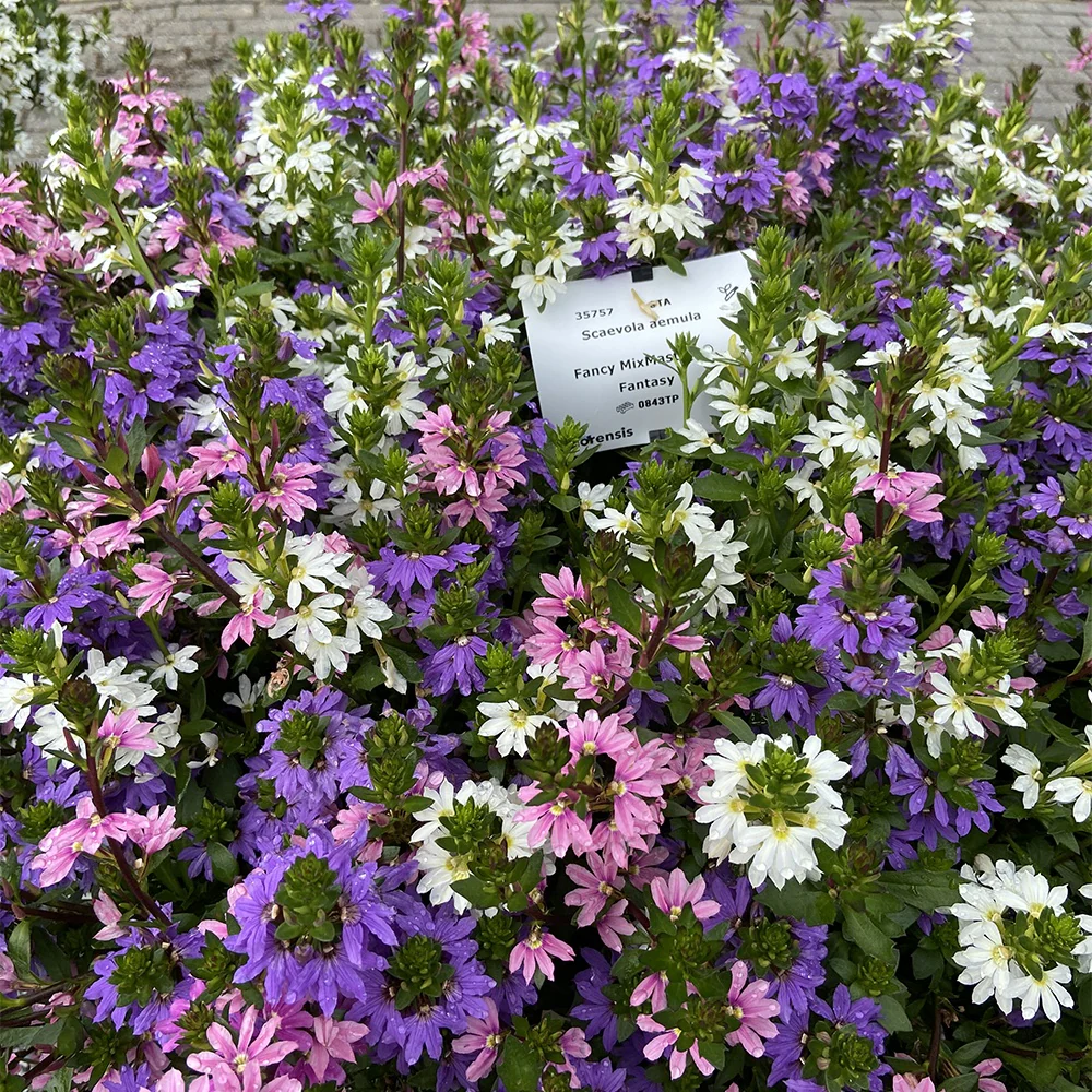 3 Scaevola rose, bleu, blanc en mélange