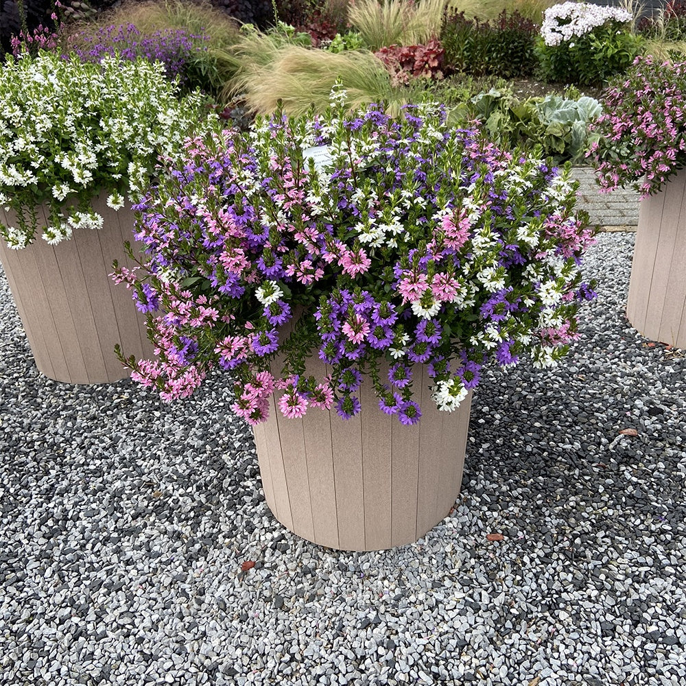 3 Scaevola rose, bleu, blanc en mélange - Image 2
