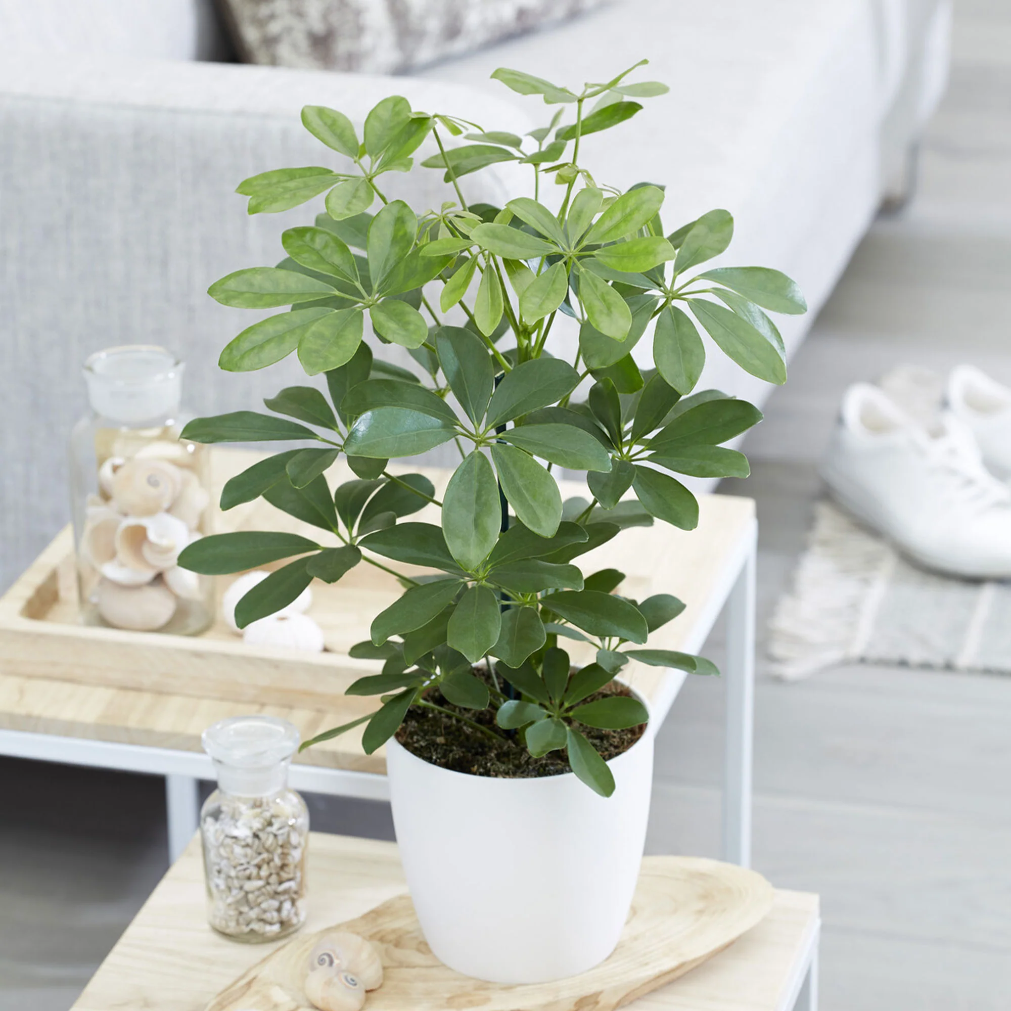 Schefflera