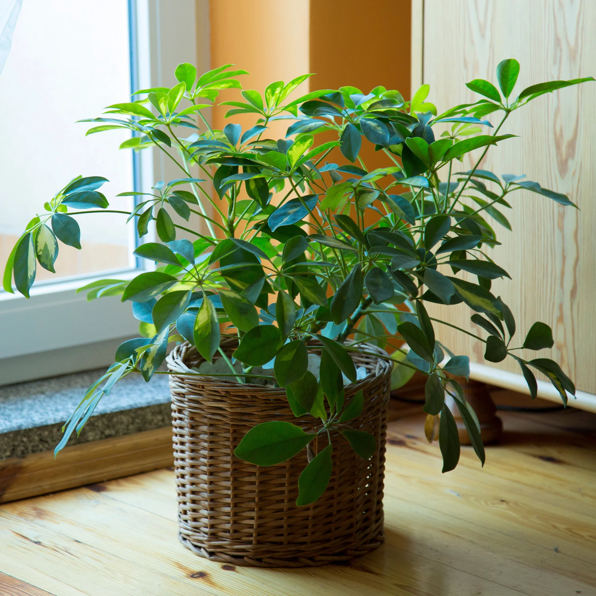 Schefflera - Image 2